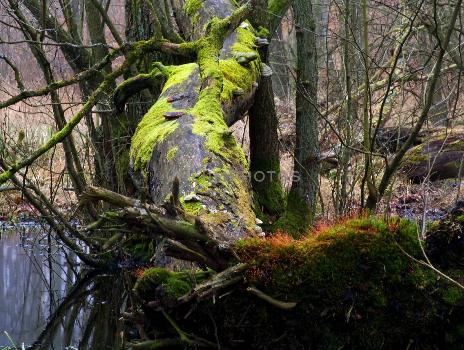 Fallen tree by baggiovara