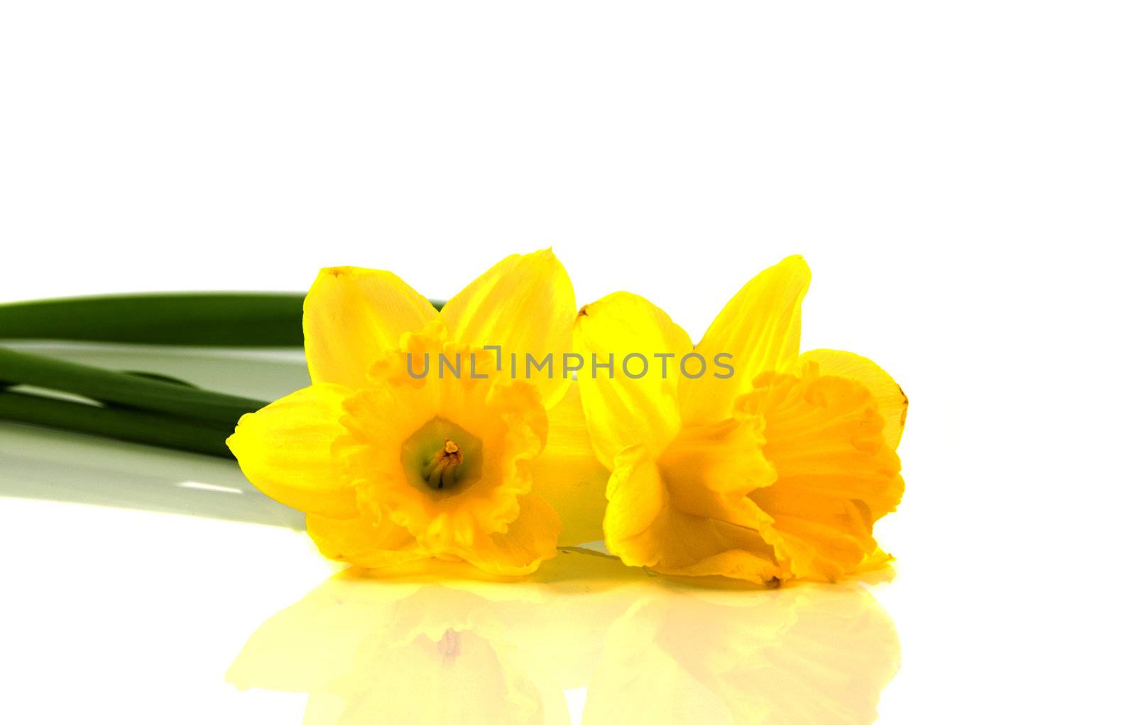 narcissus on white background by compuinfoto