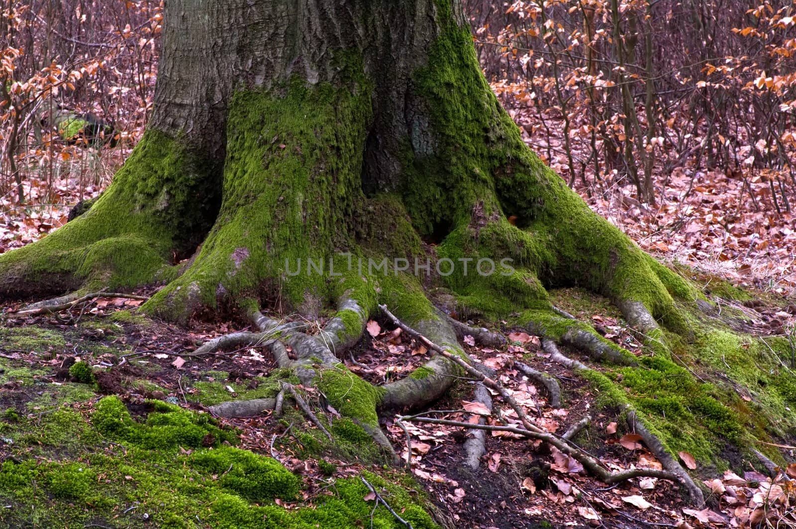 Tree roots covered in moss in a forest a spring day