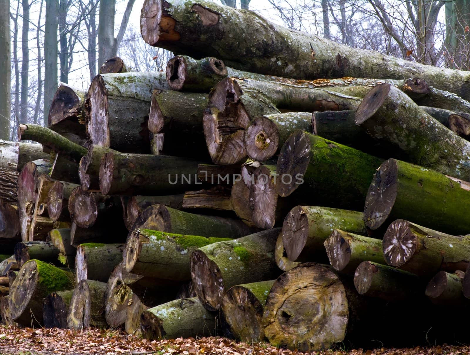 A heap of truniks cover of green moss a spring day