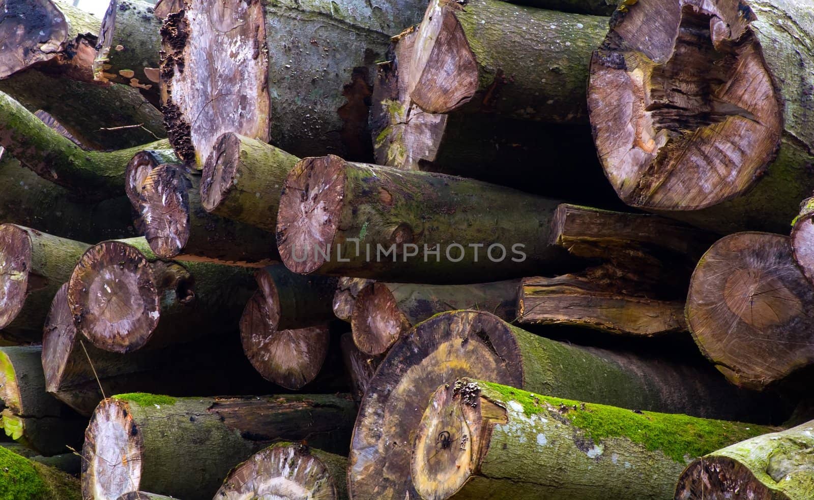 A heap of trunks by baggiovara