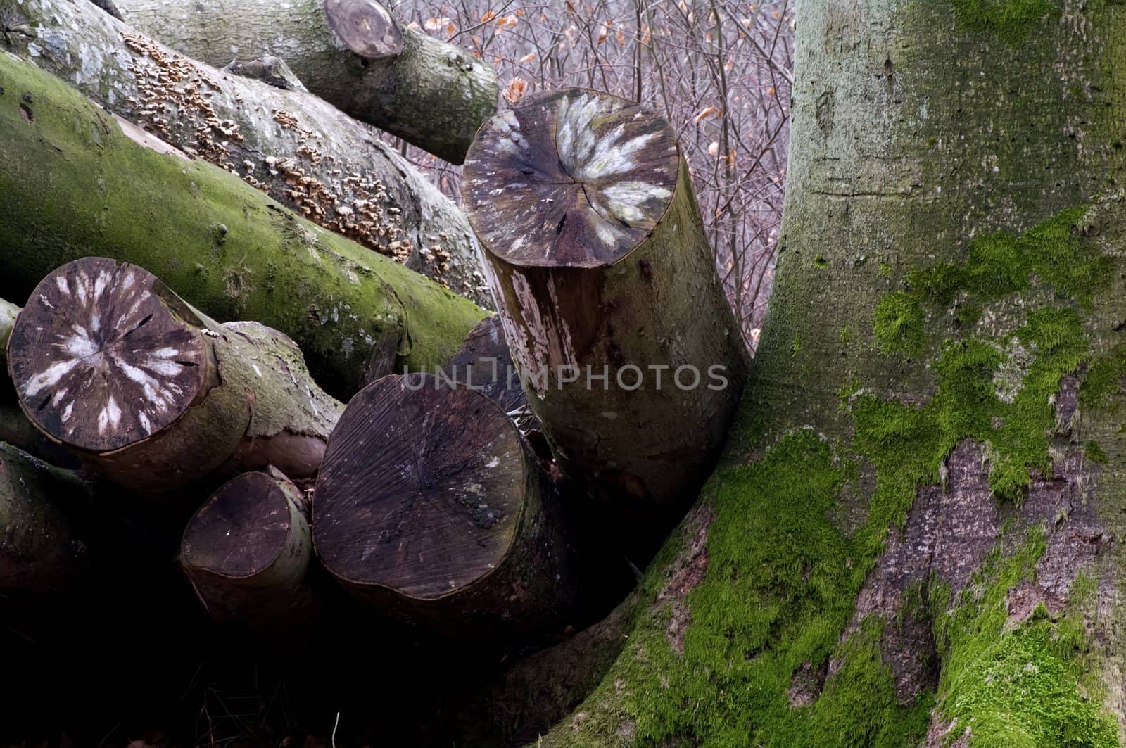 A heap of trunks by baggiovara