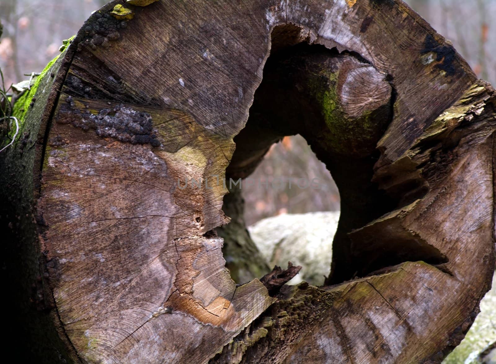 A tree trunk by baggiovara