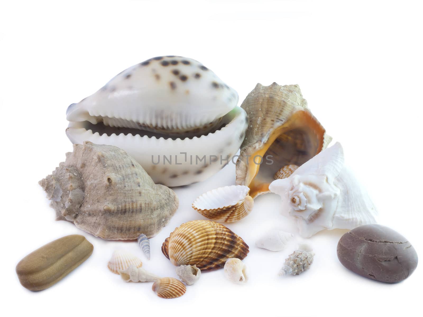 The isolated seashells on a white background