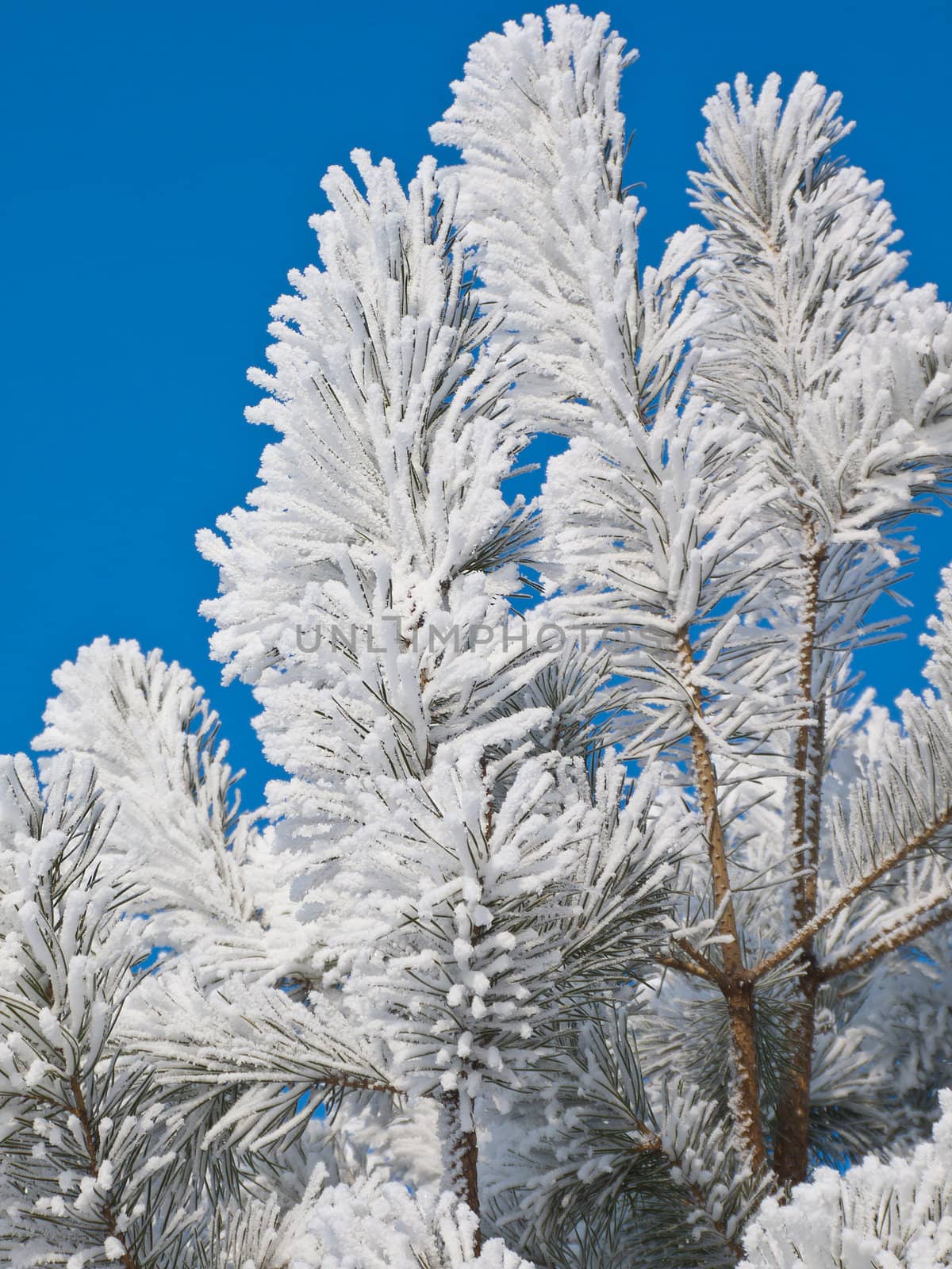 Hoarfrost on a young pine against the blue sky