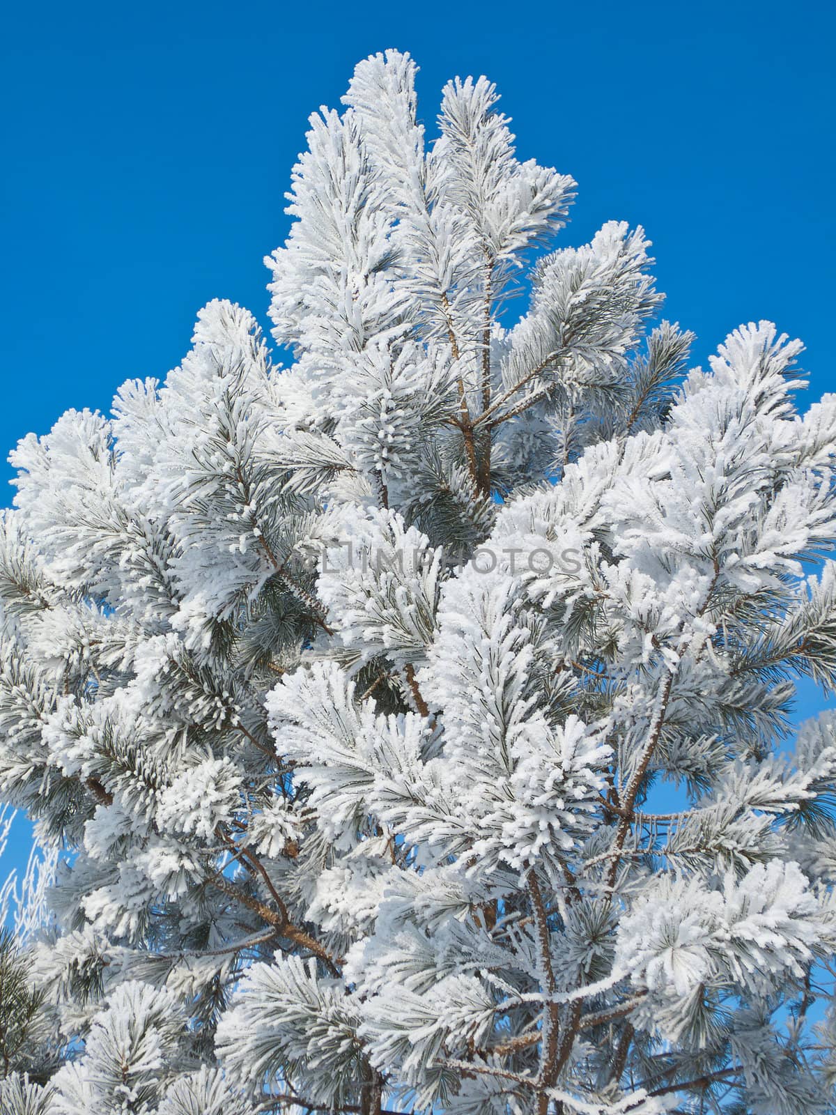 Hoarfrost on a young pine against the blue sky