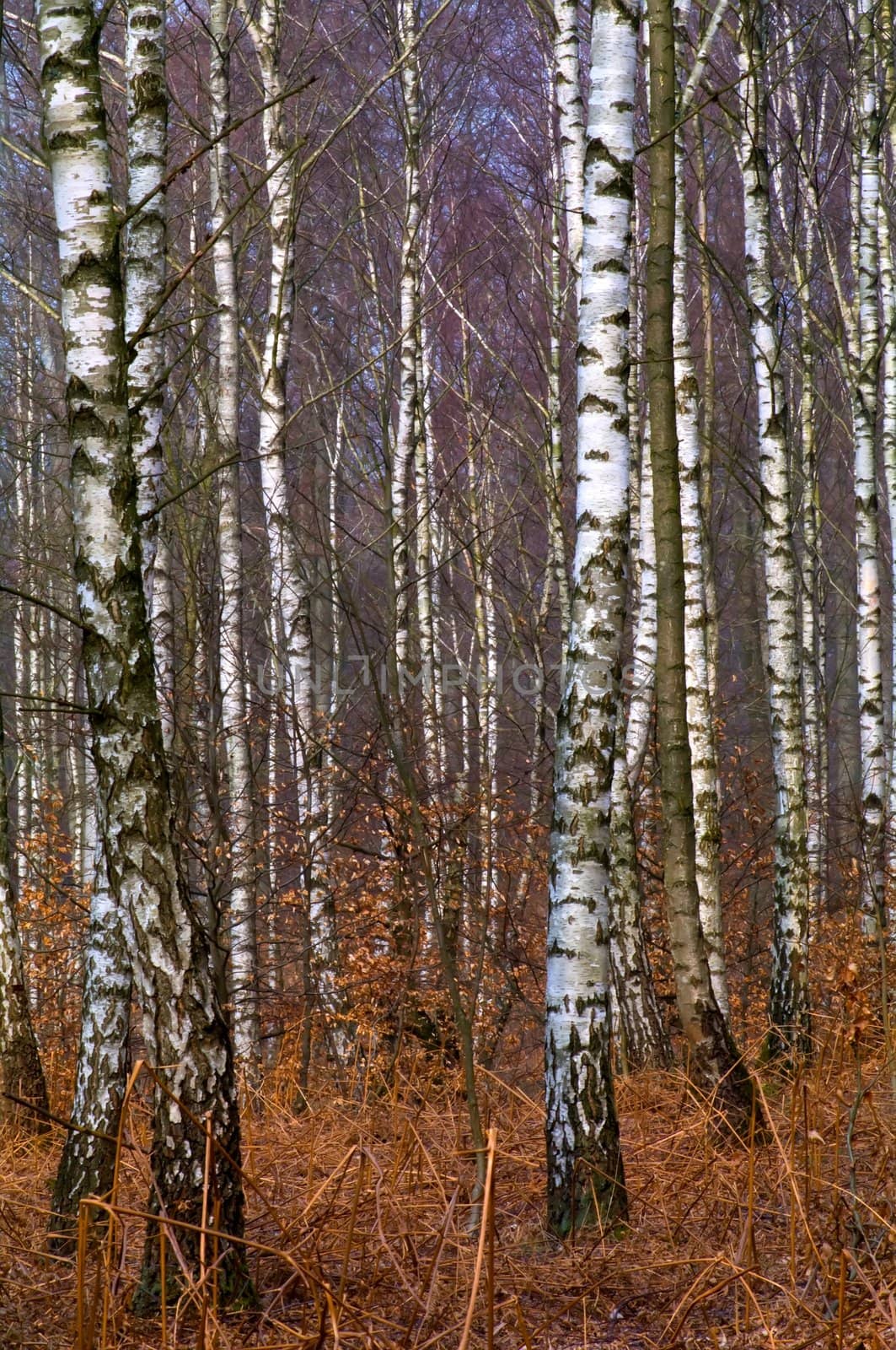 Birch trunks in the forest a spring day