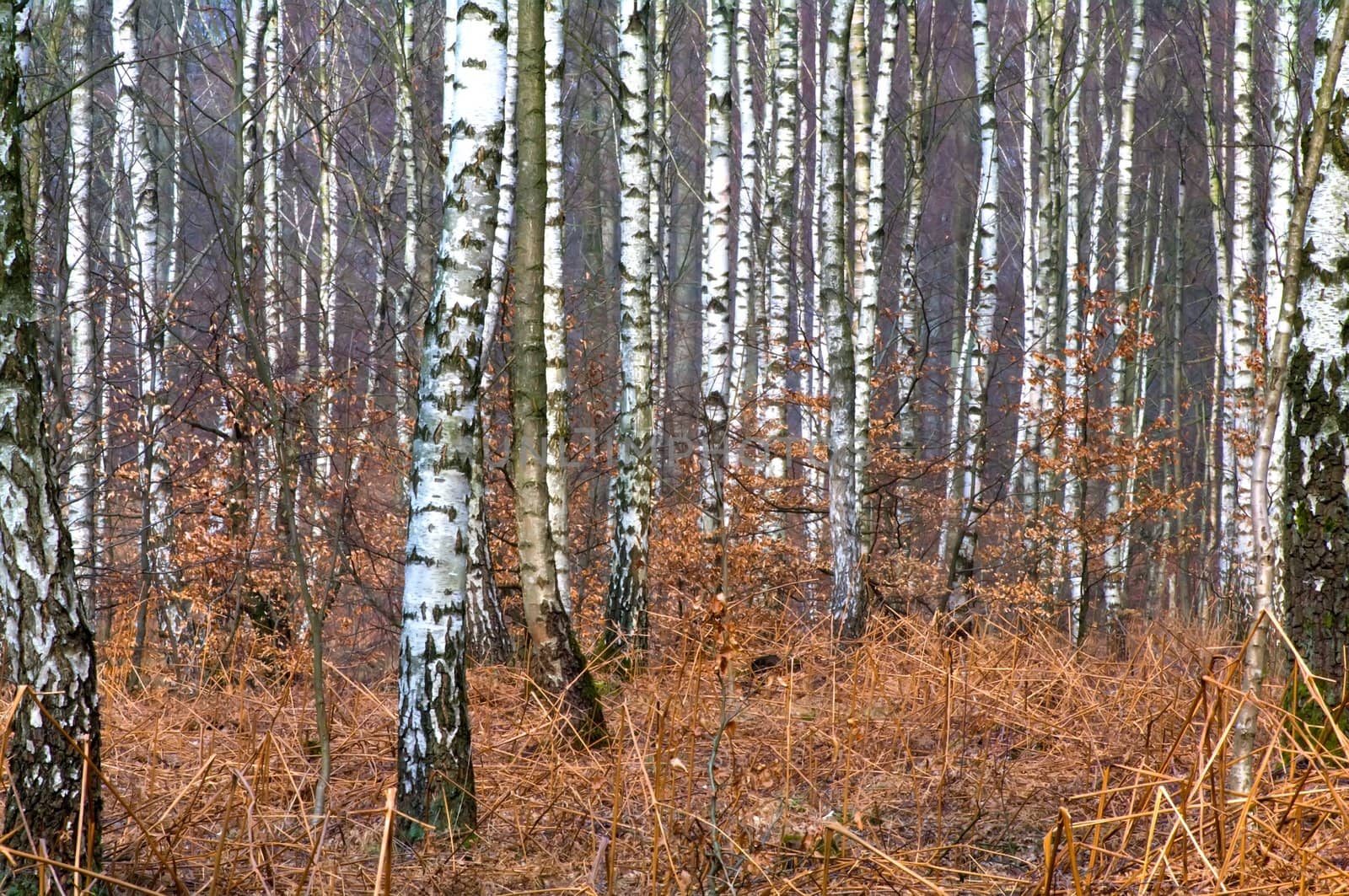 Birch trunks in the forest a spring day