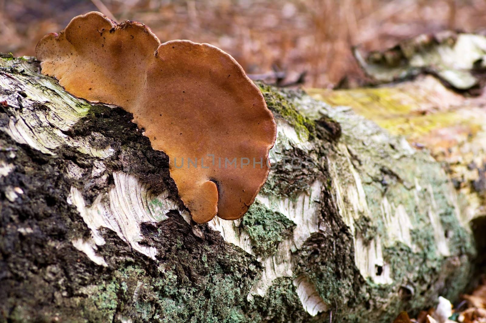 Birch trunk by baggiovara