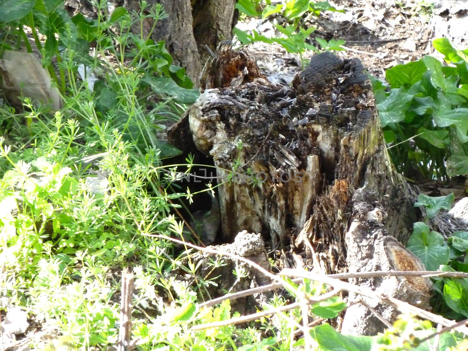 old tree stump by gazmoi