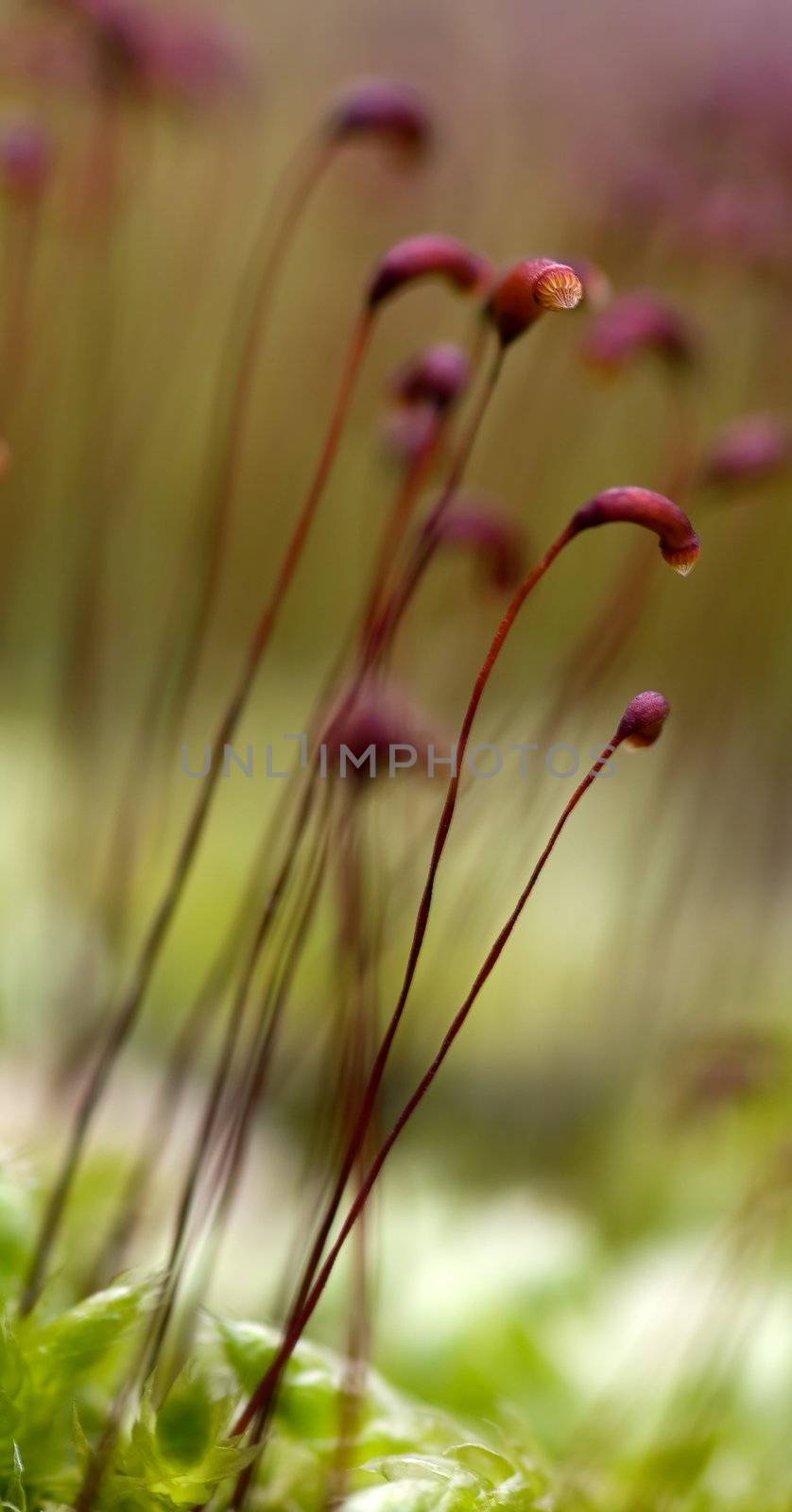 Moss with its sead pod a spring day in the forrest