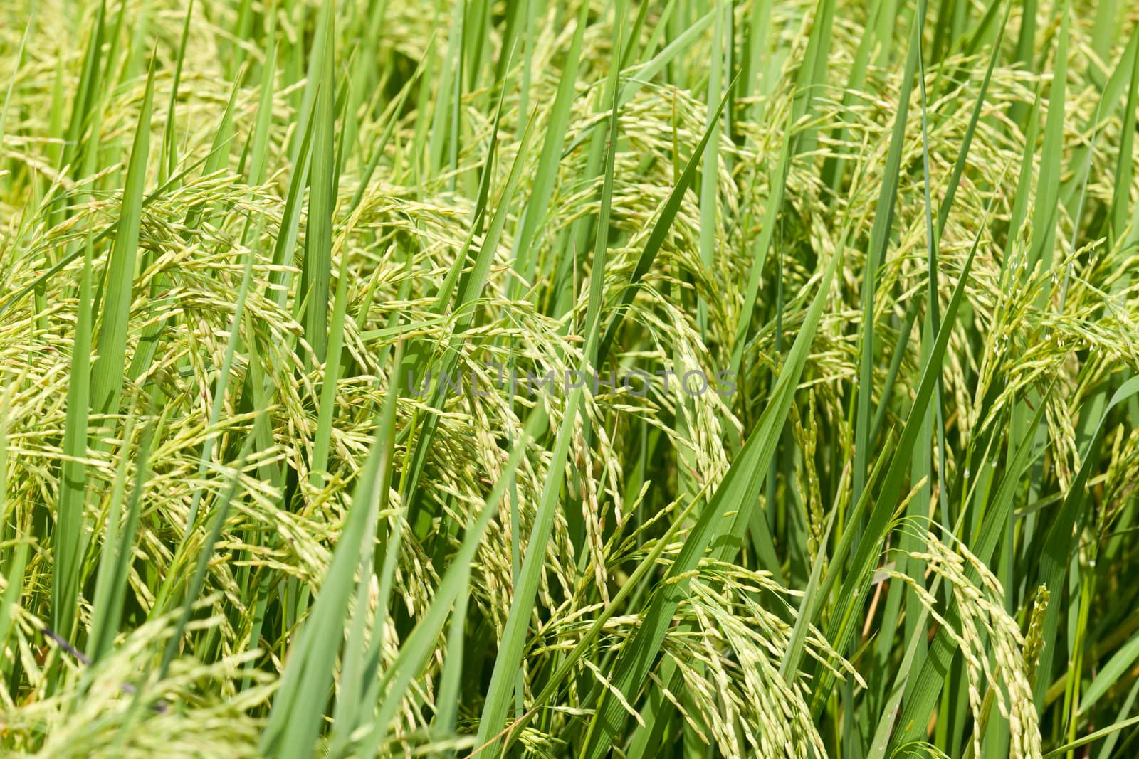 close up of green paddy rice in field.