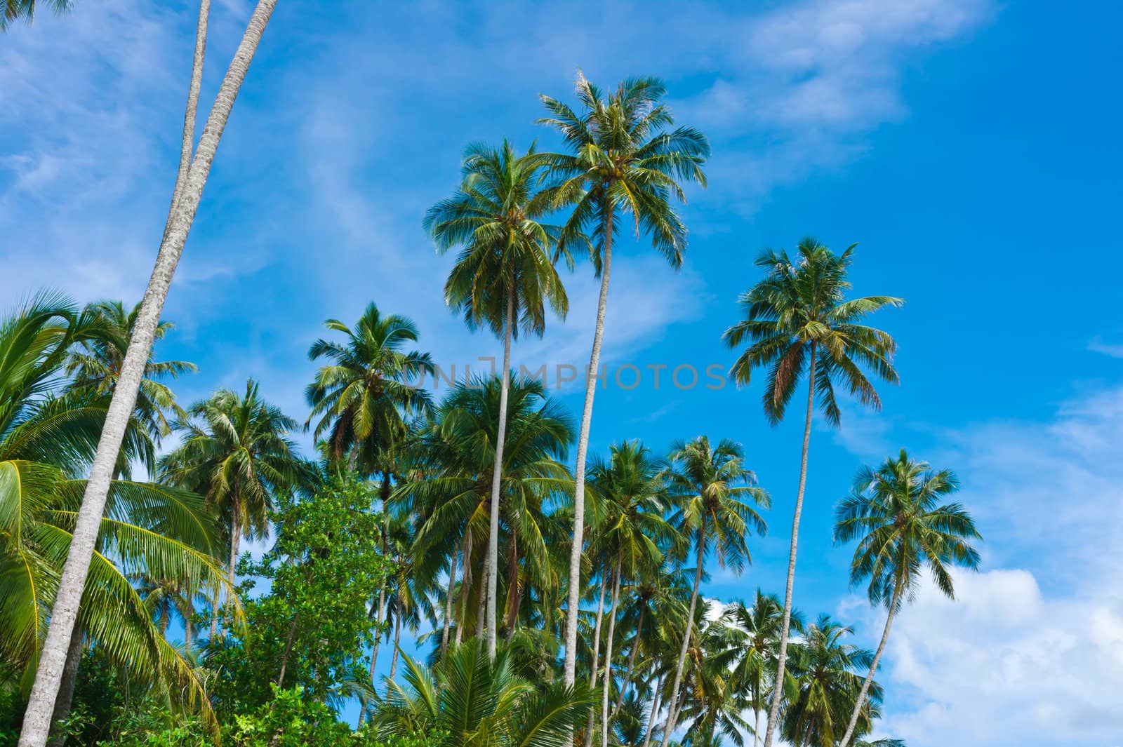 Palms on desert island, Banyak Archipelago, Indonesia, Asia