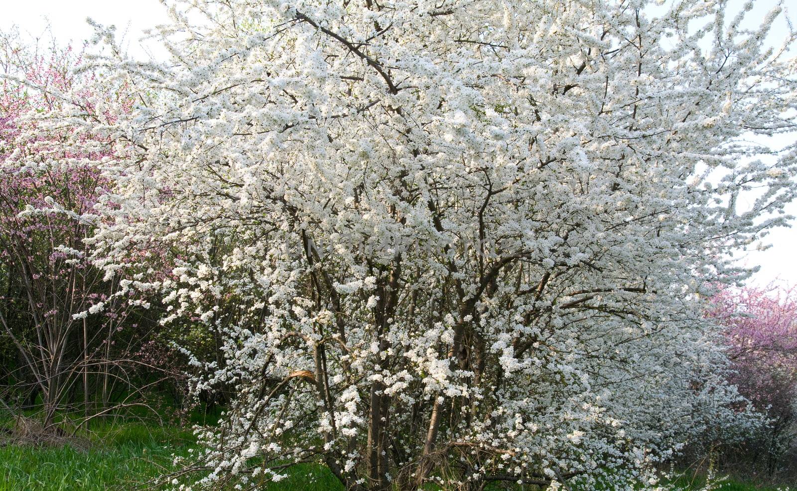 Flowering trees a spring day close to Castelvetro, Italy