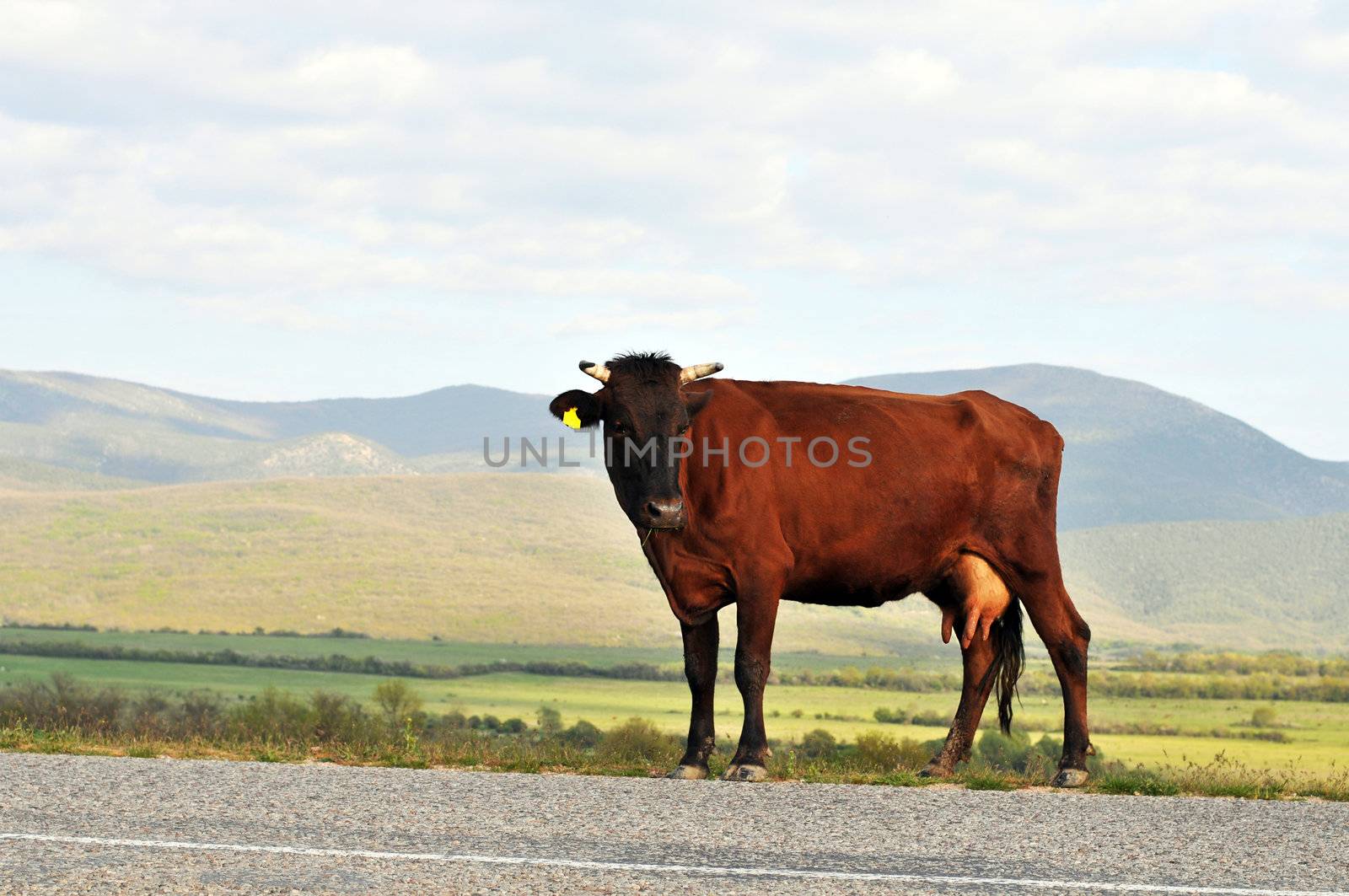 domestic red cow standing near the road