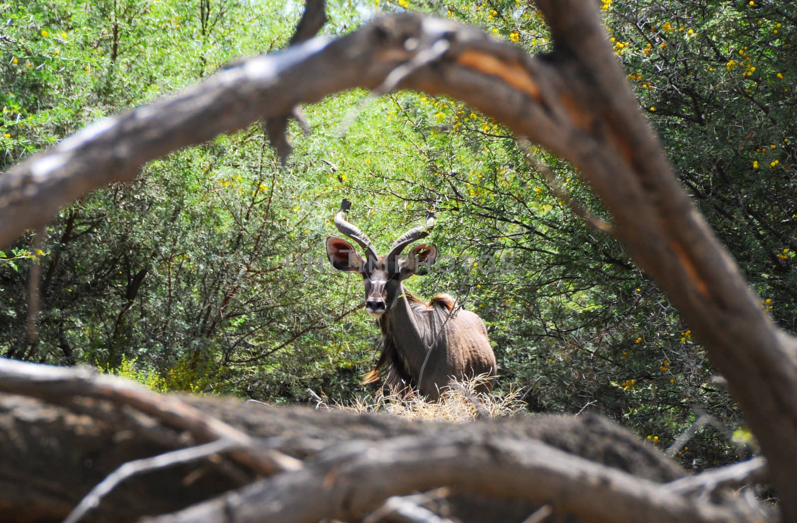 Timid wild antelope looks through bush