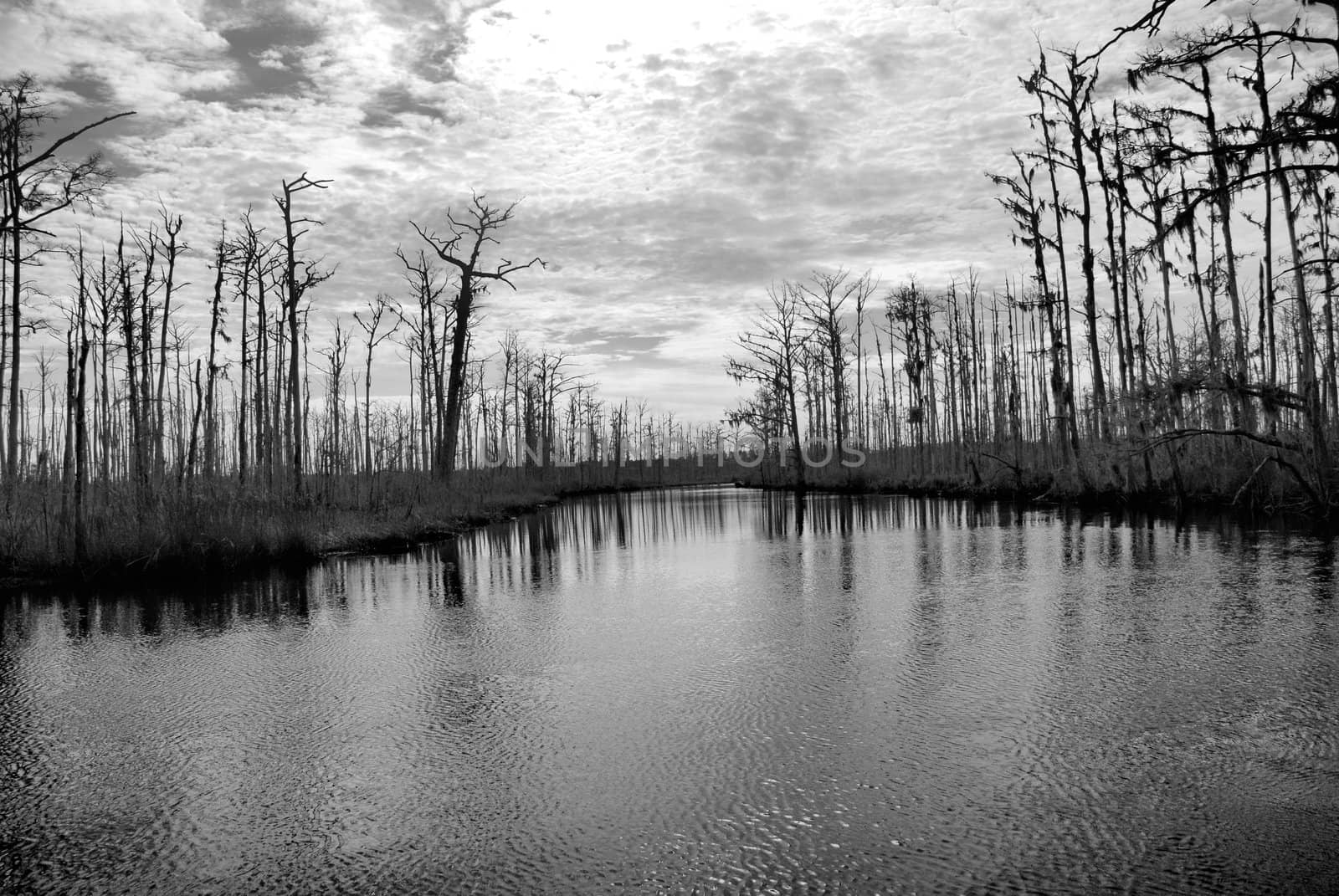 Swamp water on a river in North Carolina