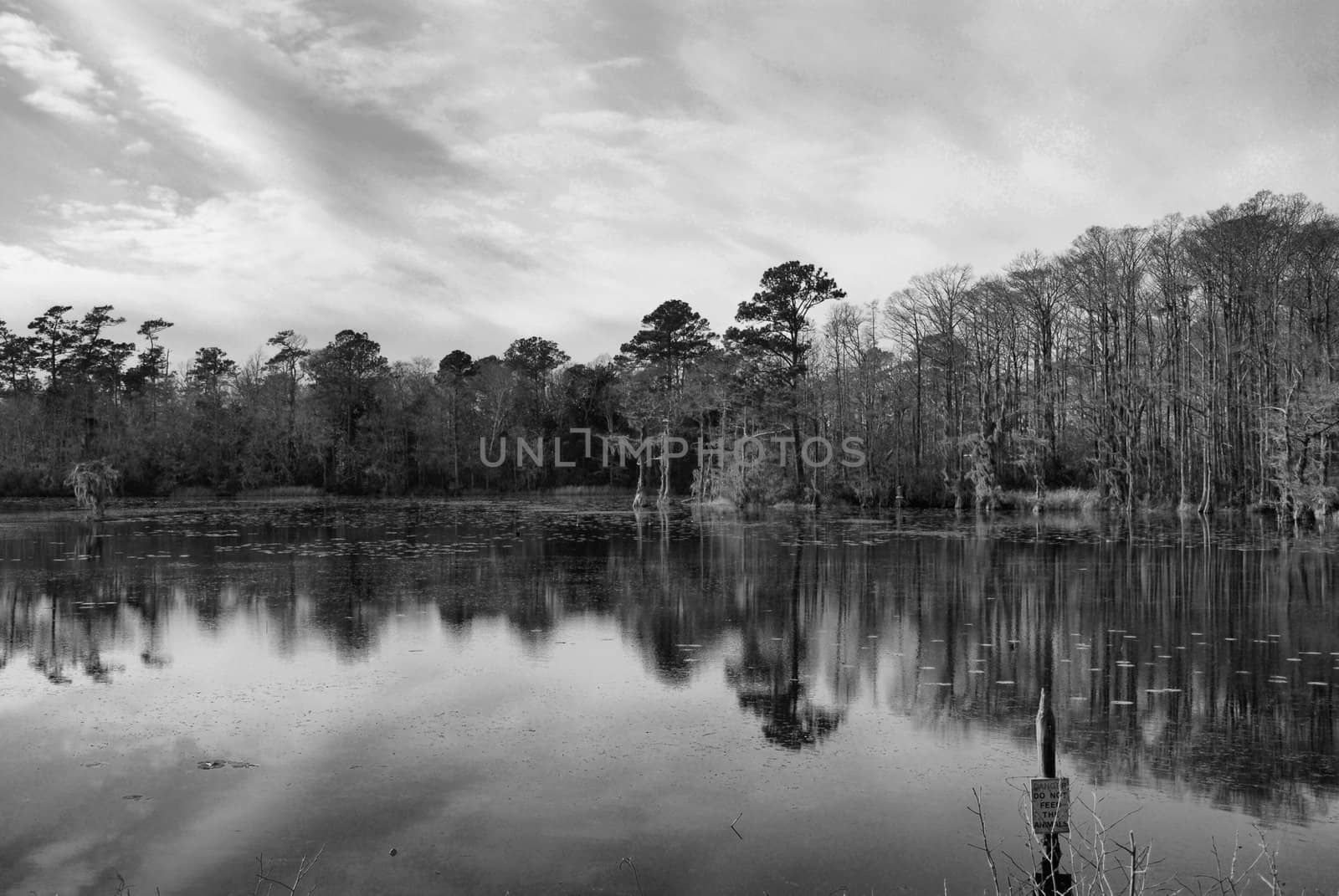 Swamp water on a river in North Carolina