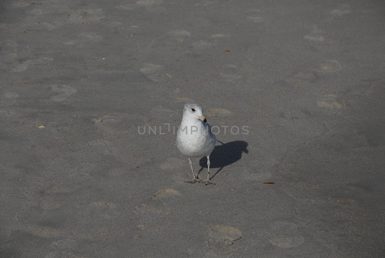 Sea gull by northwoodsphoto