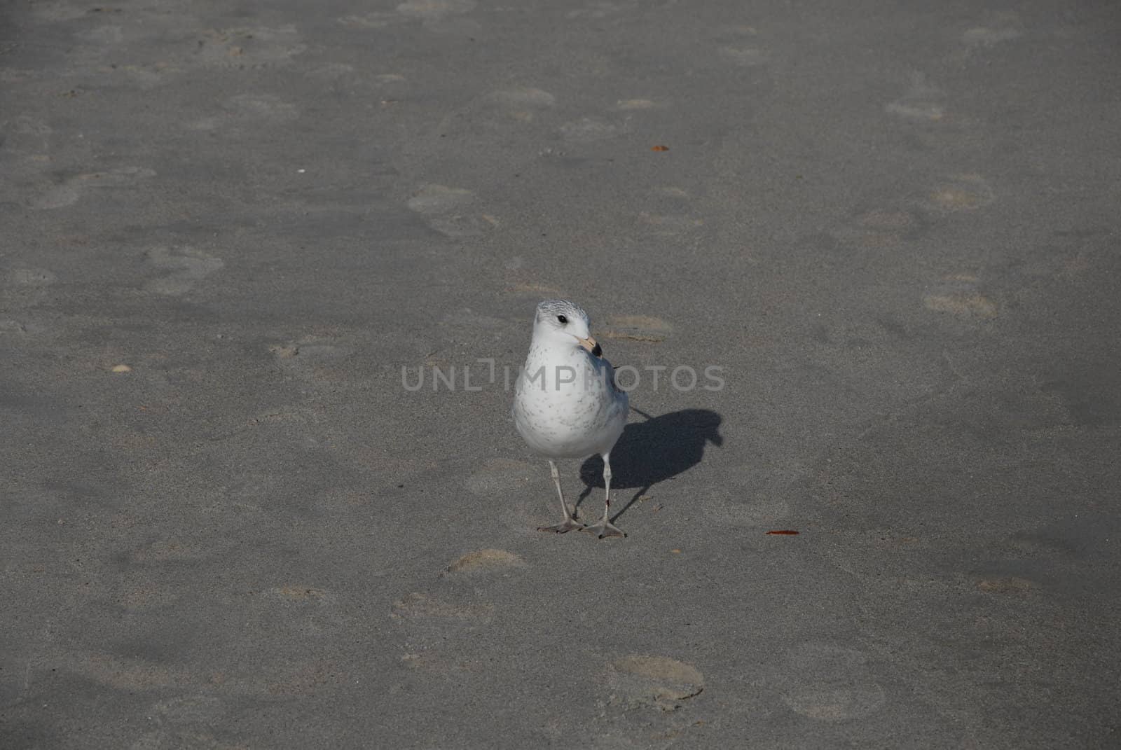 A sea gull on the shore in the summer time