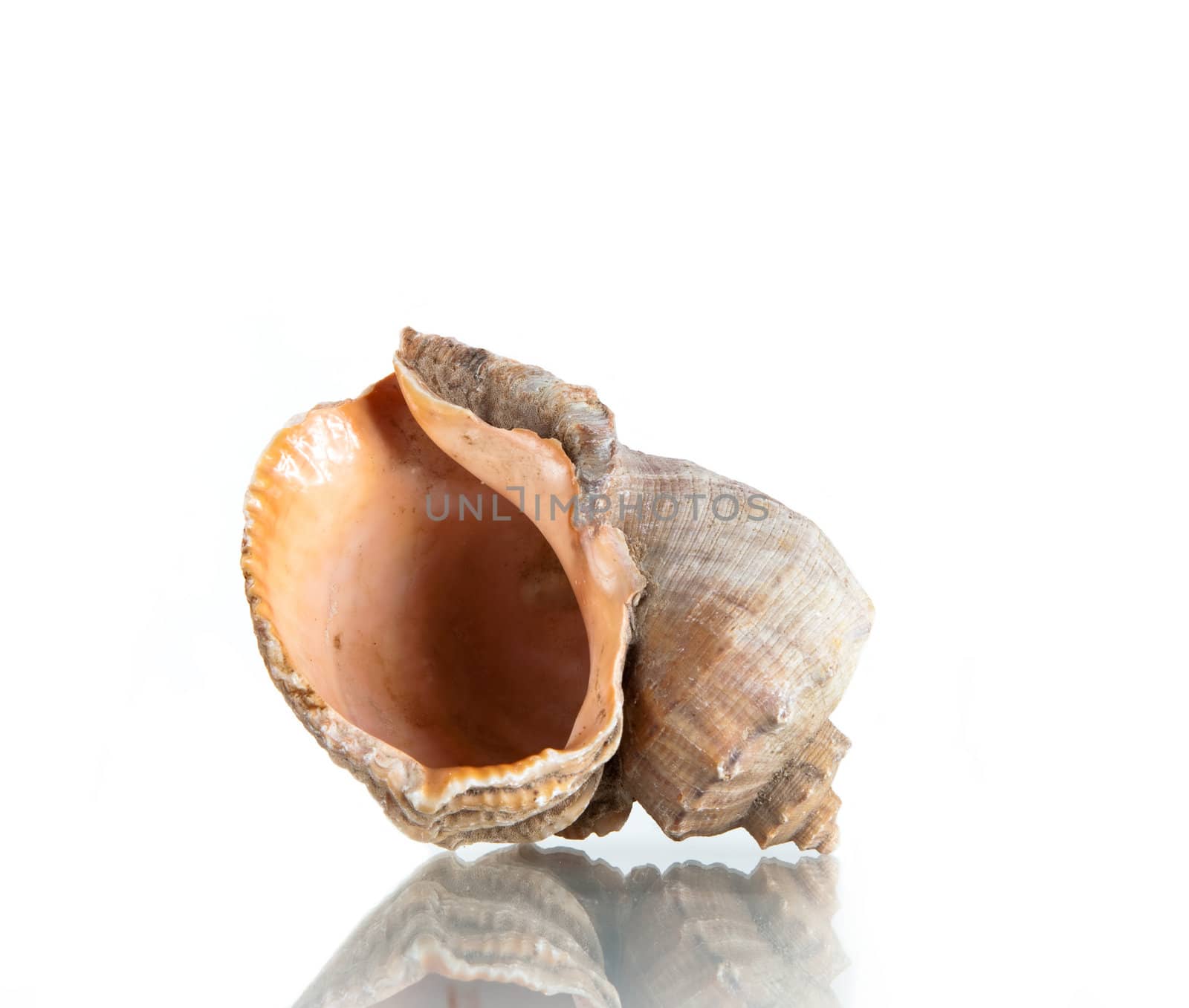 Cockleshell, studio shot isolated on white background 