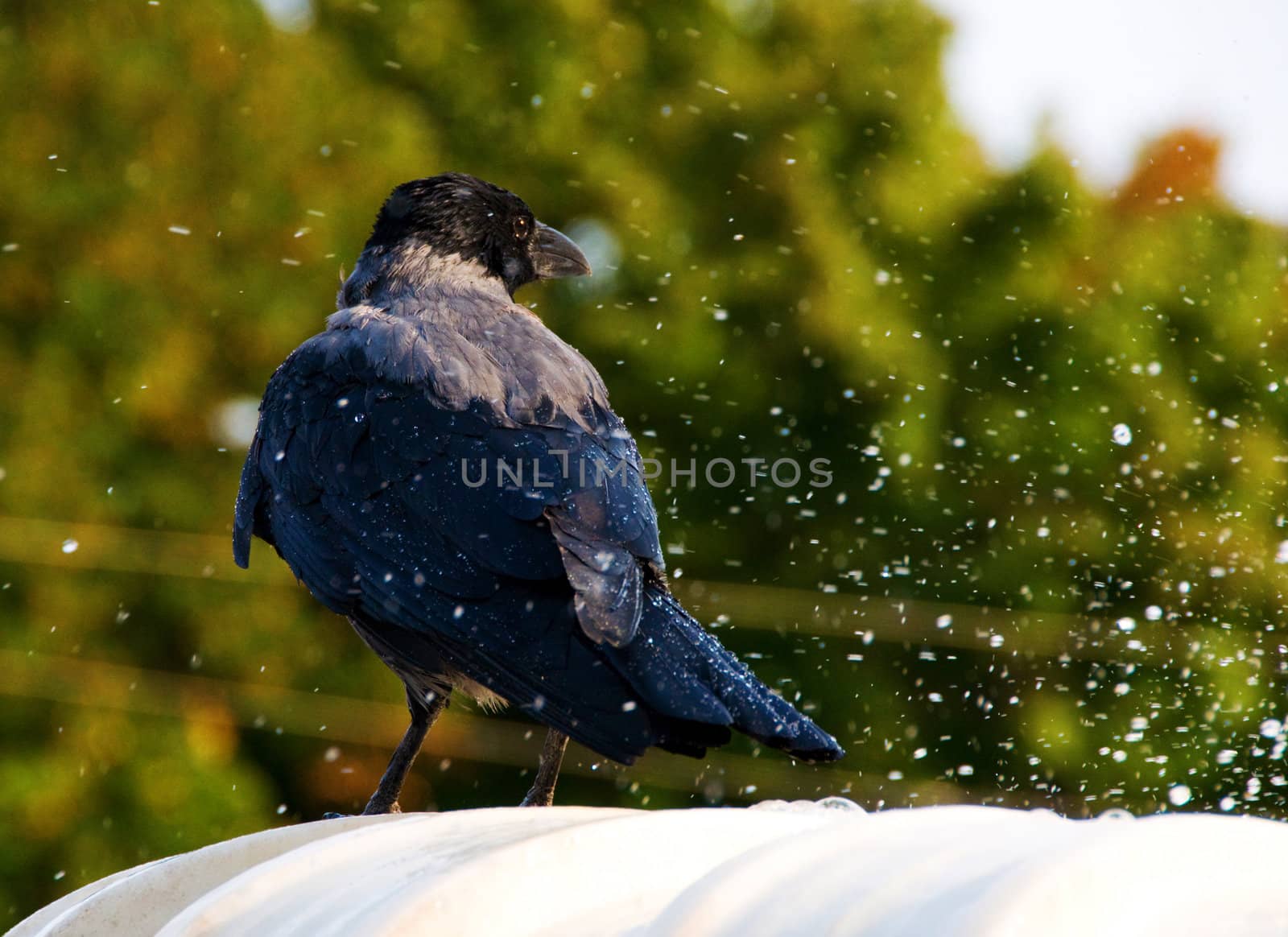Black bird covered by water drops on white marble and tree on background