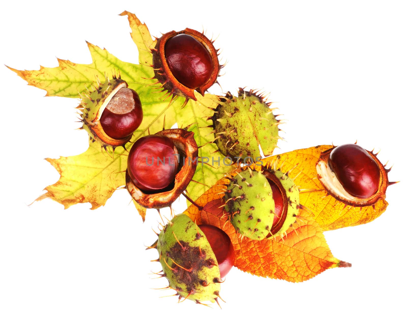 Ripe chestnuts in peel on automnal poplar and maple leaves