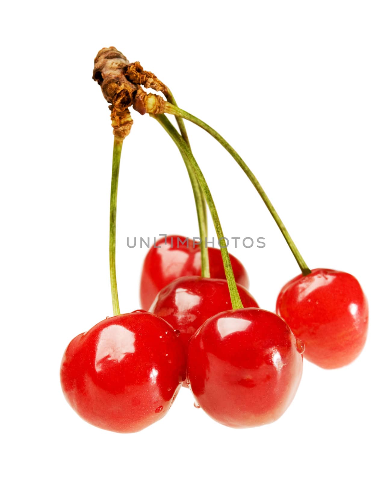 Five ripe fresh cherry on sprig