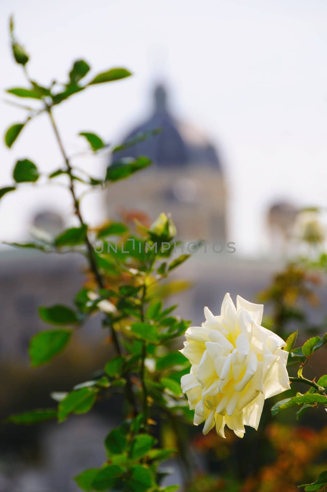 White rose with a dome of building out of focus on background