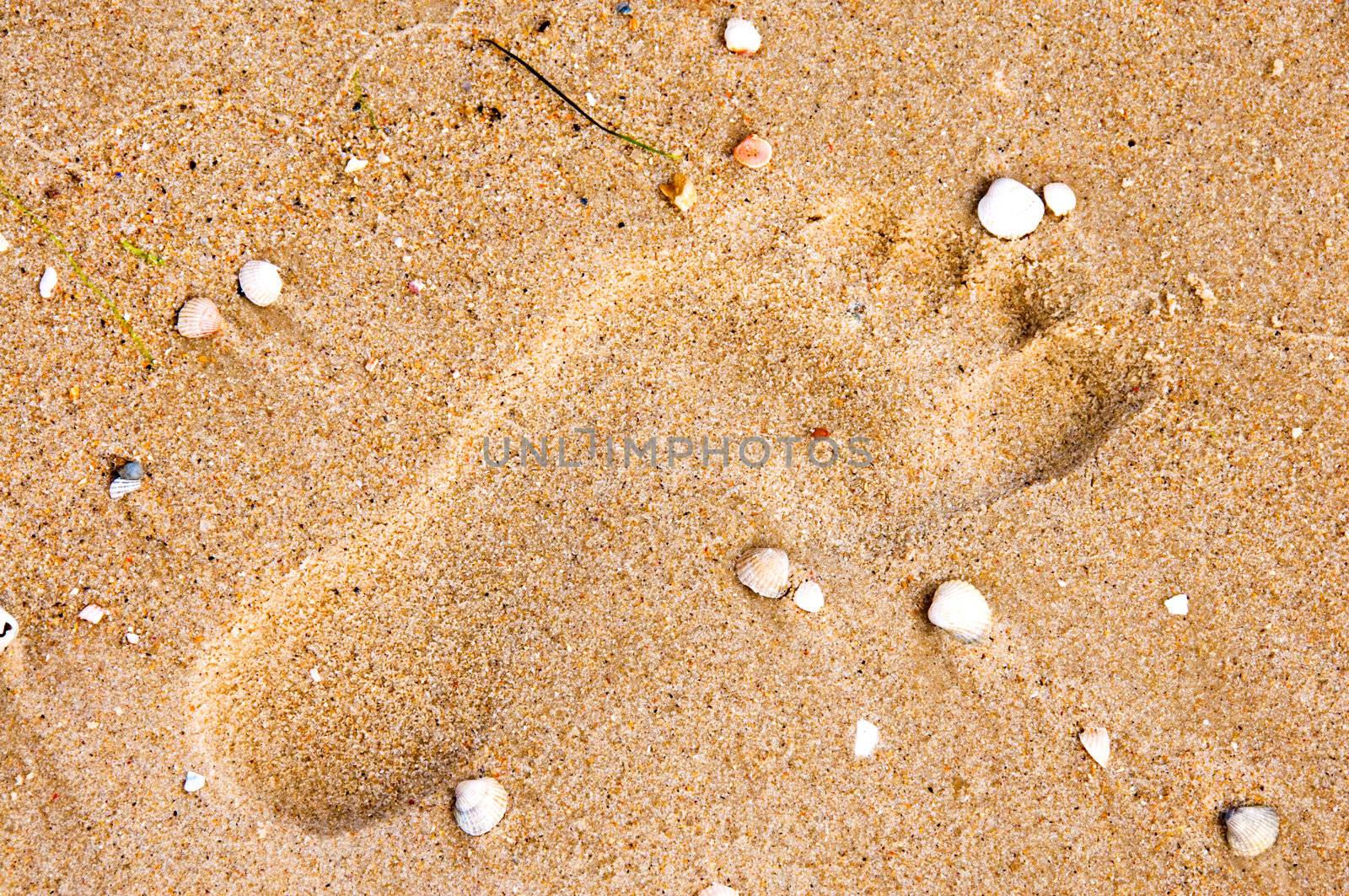 Footprint on sand with shells by iryna_rasko