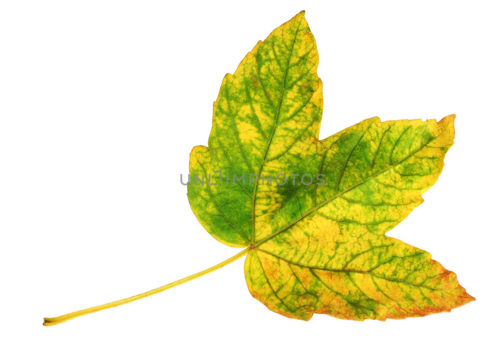 Autumnal many-colours maple leaf on white background