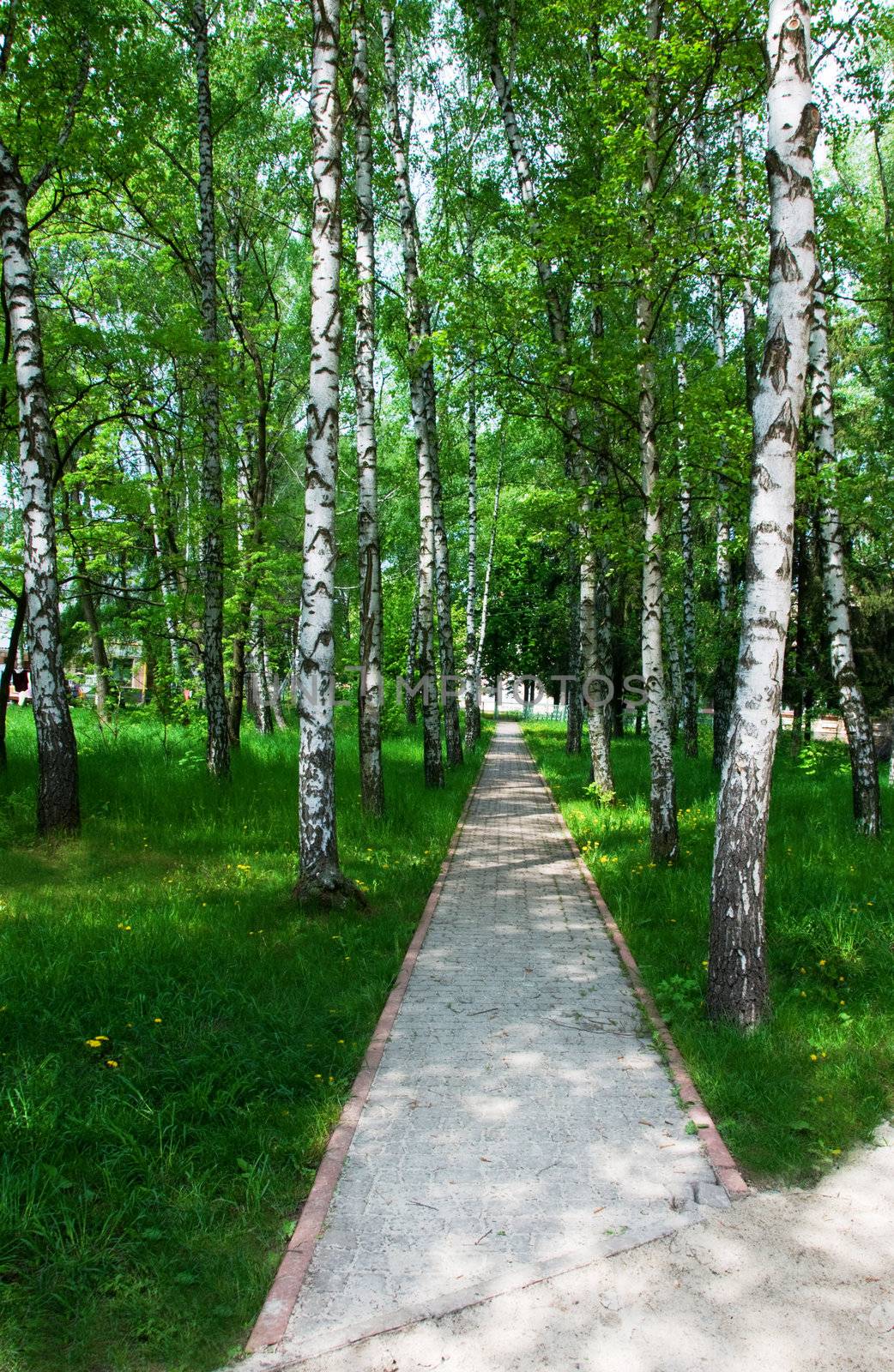 Path between birches and grass with dandelions