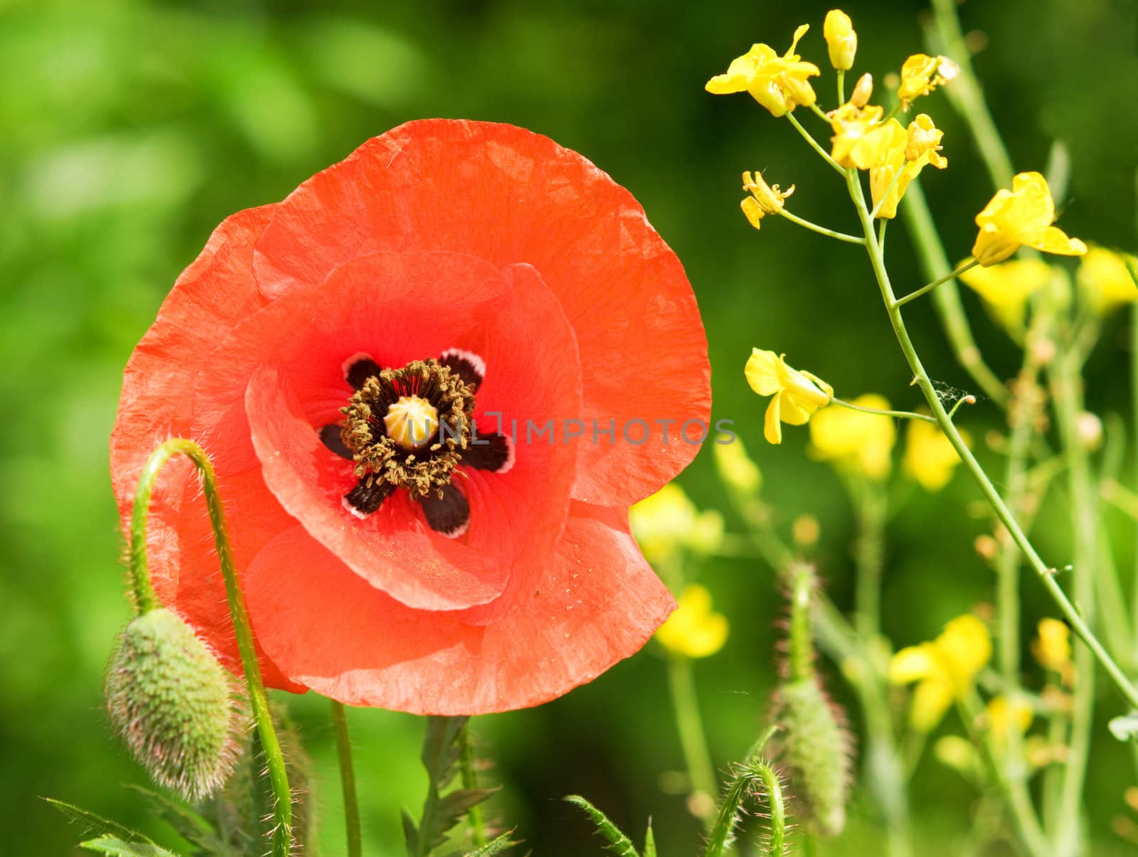 Red poppy flower with yellow reps flowers