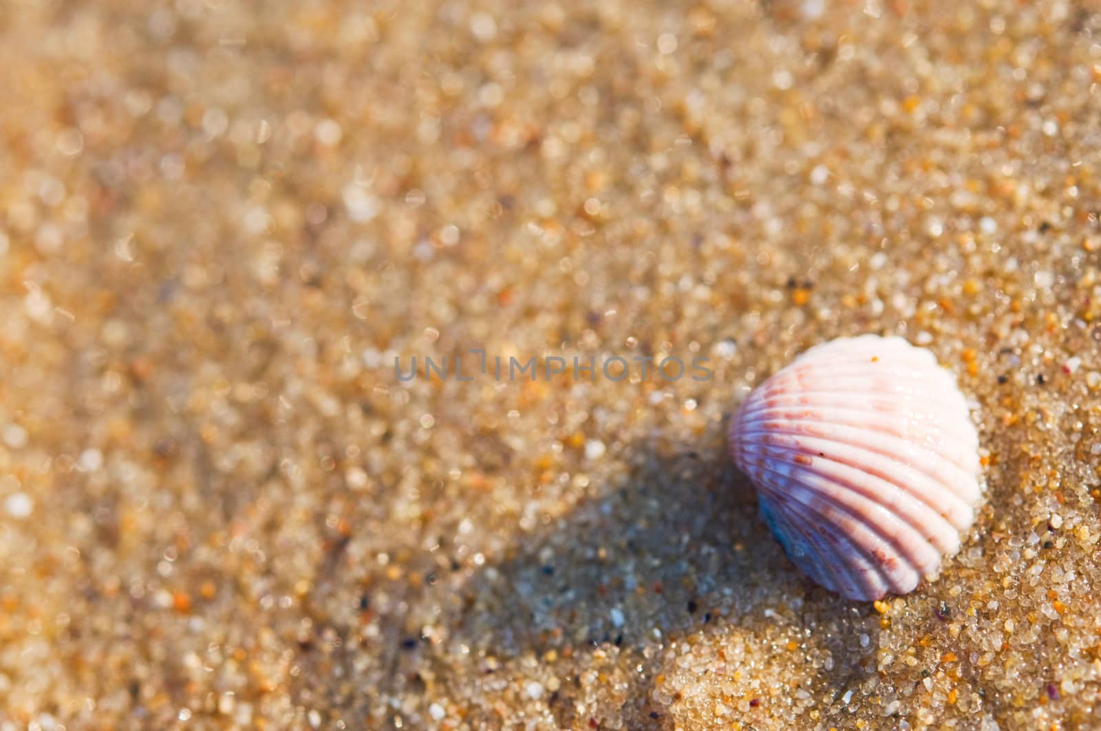 Seashell on sand, macro by iryna_rasko