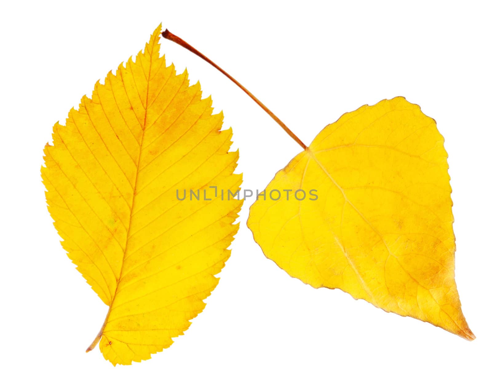 Two autumnal yellow leaves on white background