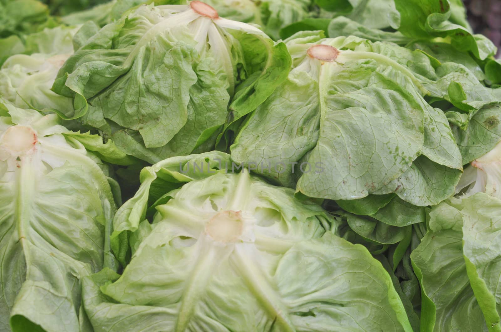 Lettuce (Lactuca sativa) aka green salad leaf vegetables
