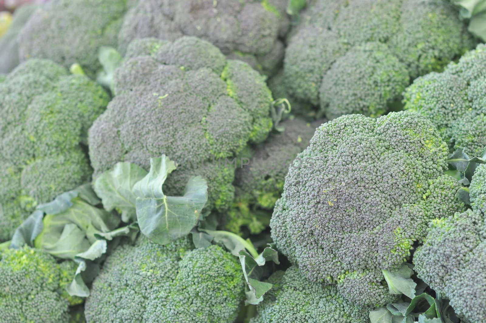 Broccoli plant in the cabbage family, with large edible flower head vegetable