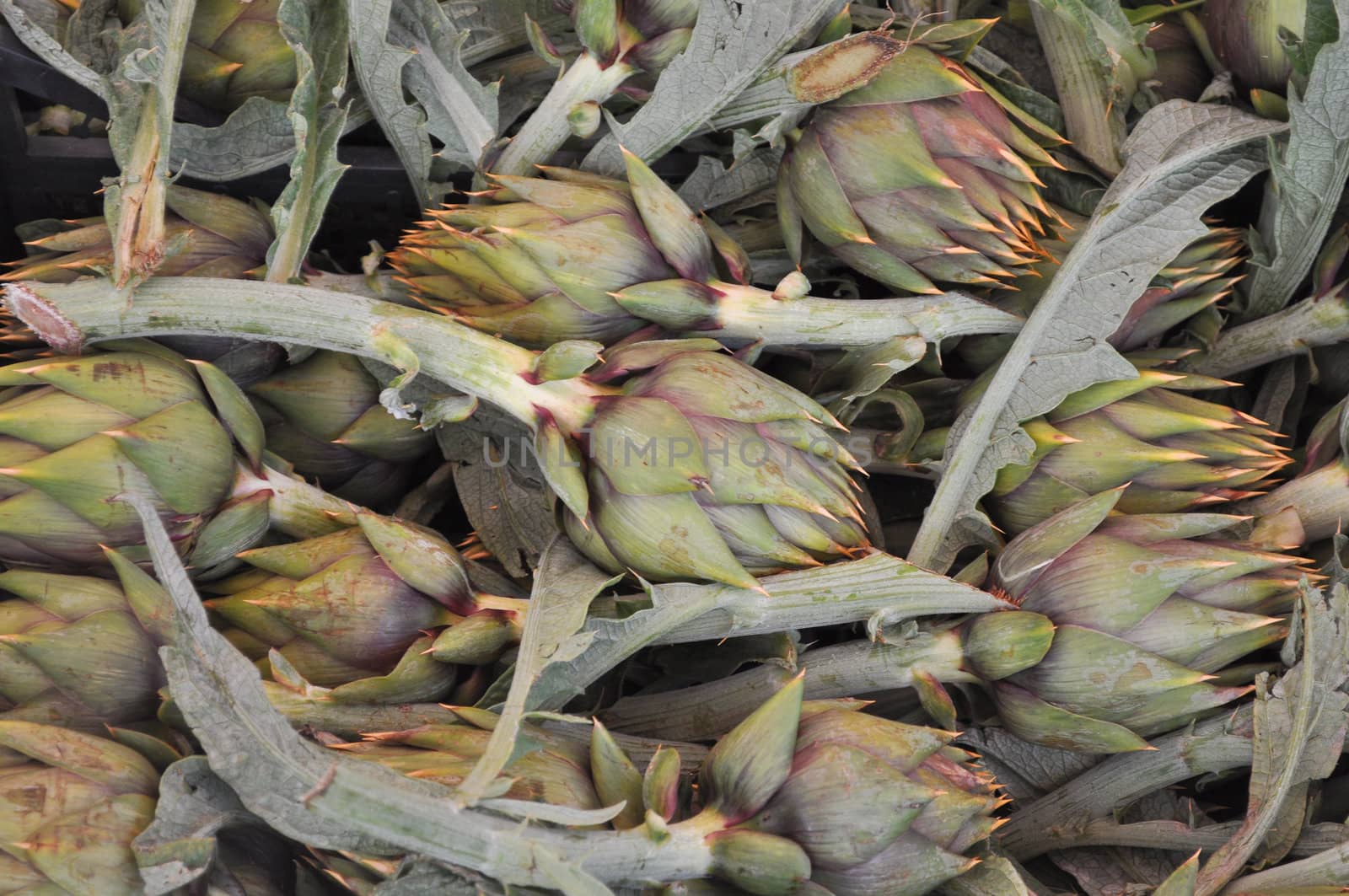 Globe artichoke (Cynara cardunculus scolymus) perennial thistle vegetable