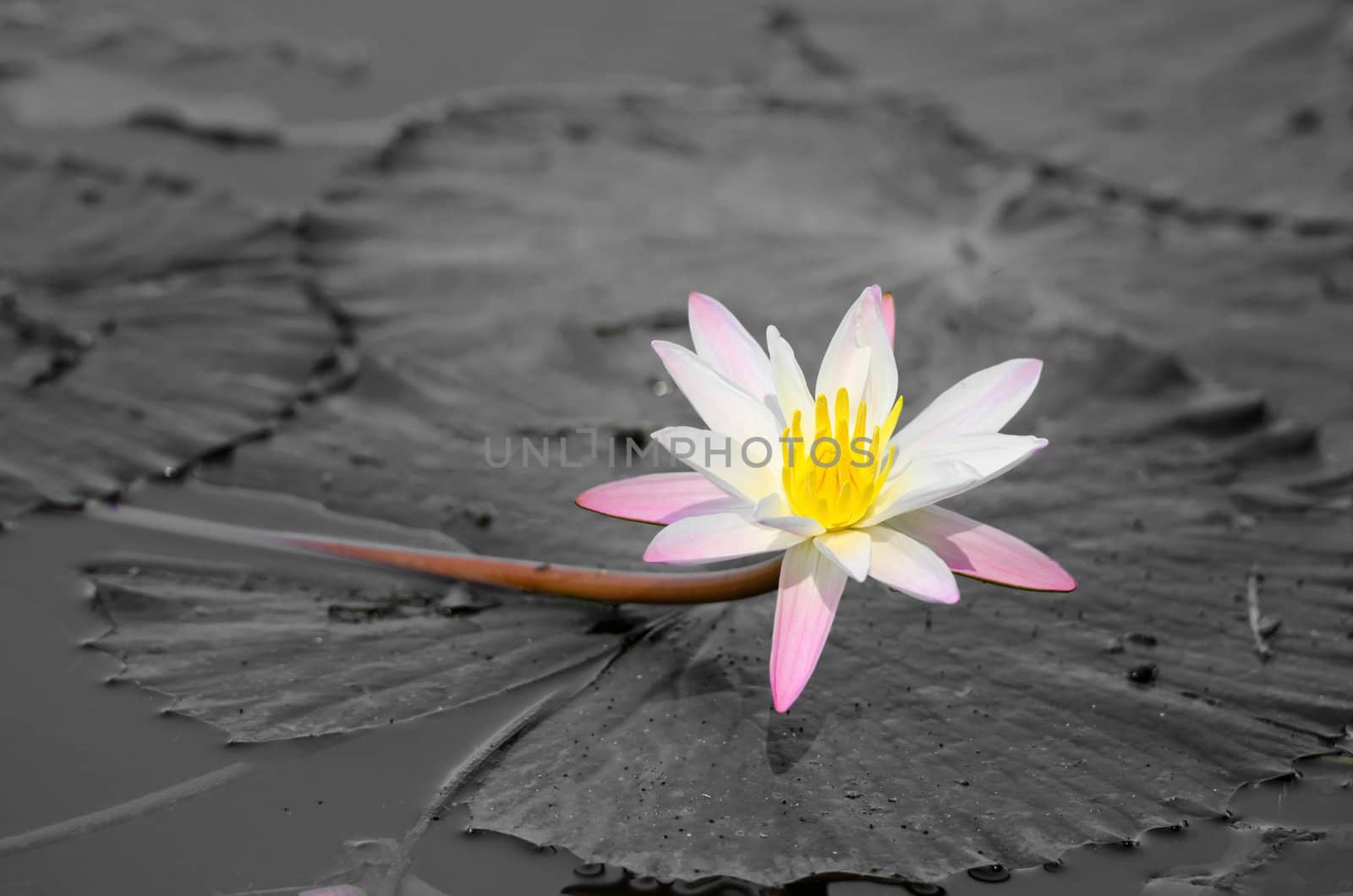 Blossoming lily flower with white and black leaves and water on background