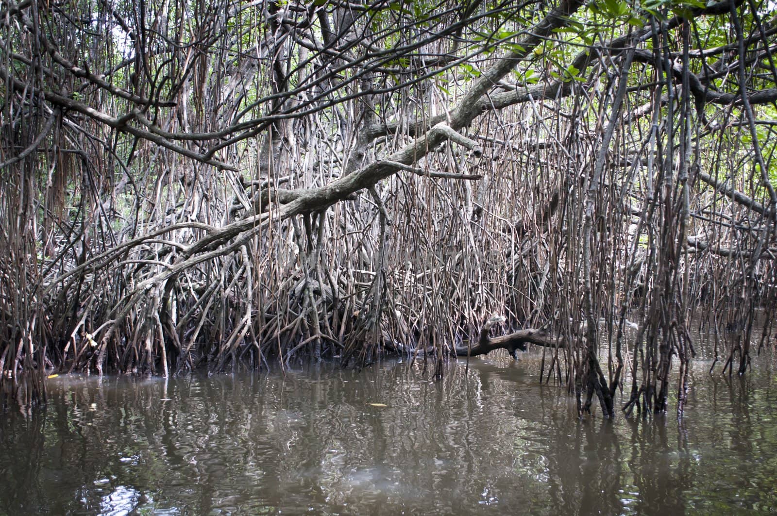Dense group of mangrove trees are reflected in a swamp.