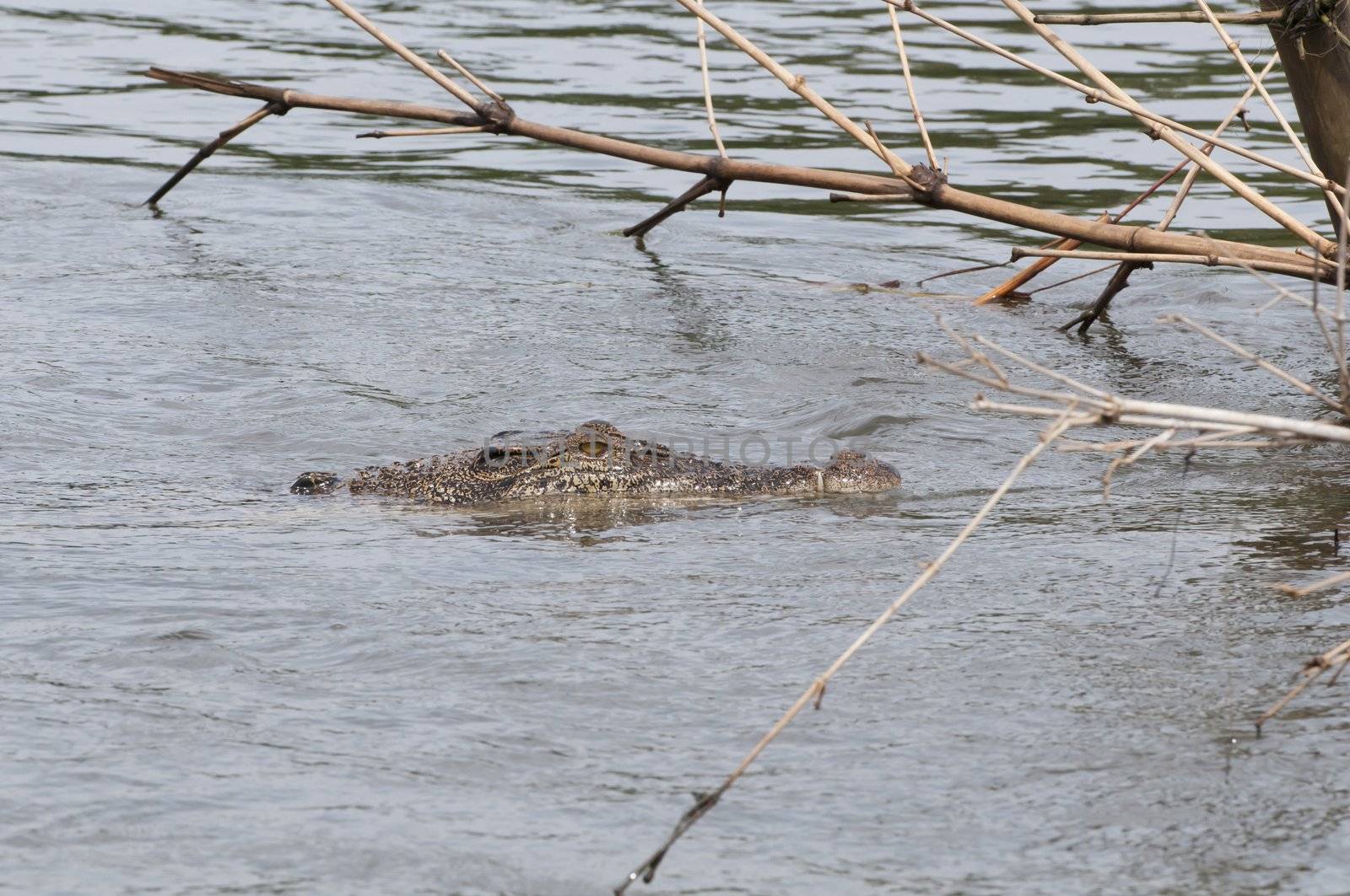 Wild crocodile in a river by iryna_rasko
