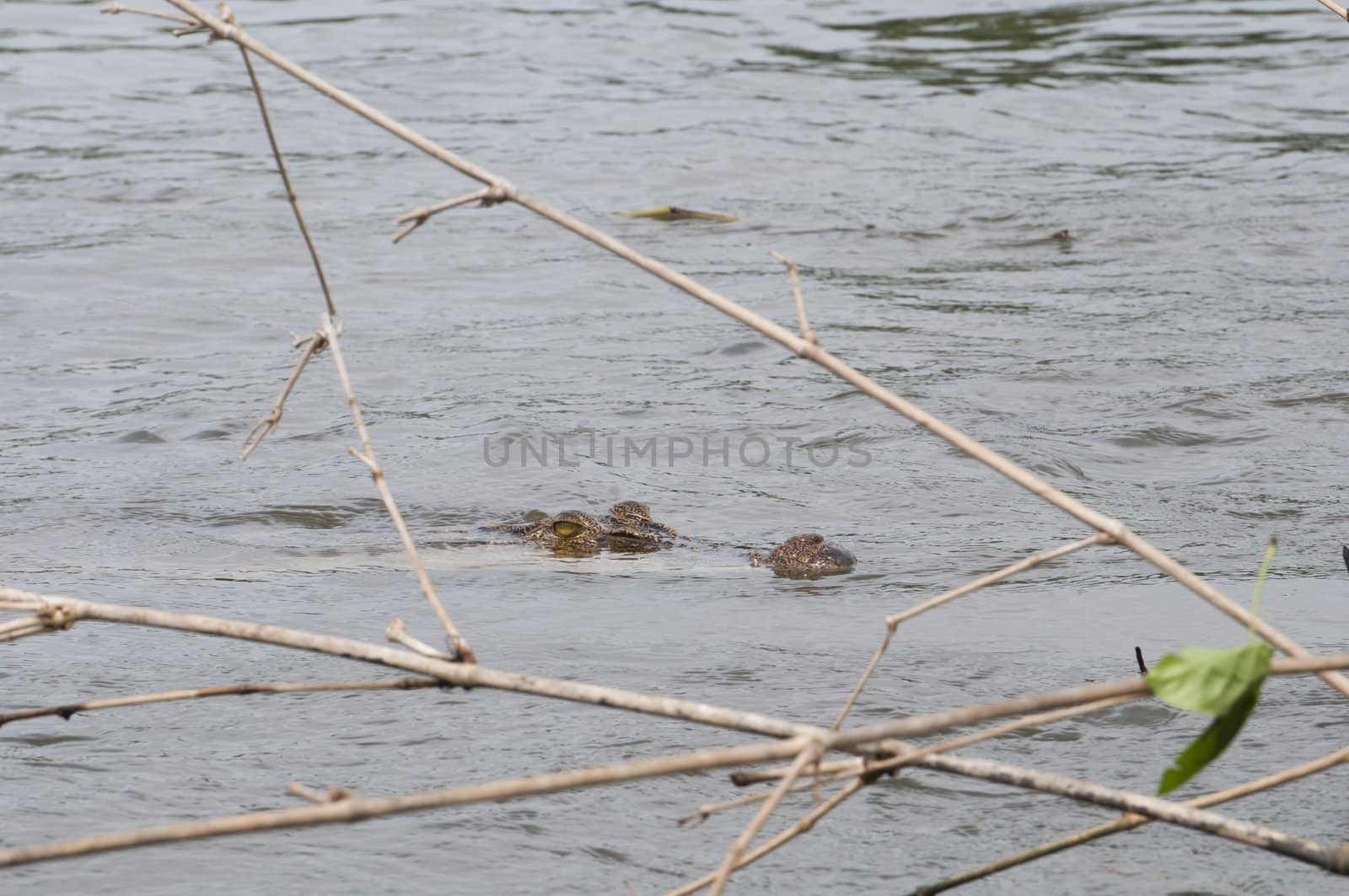 Wild Asian crocodile in a river with branches in the foreground.