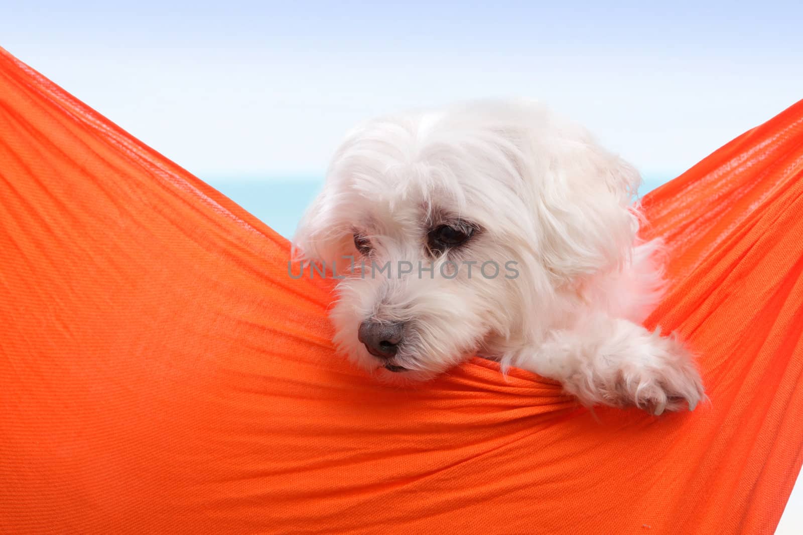 Adorable white puppy dog sitting in an orange sling hammock by the seaside. 