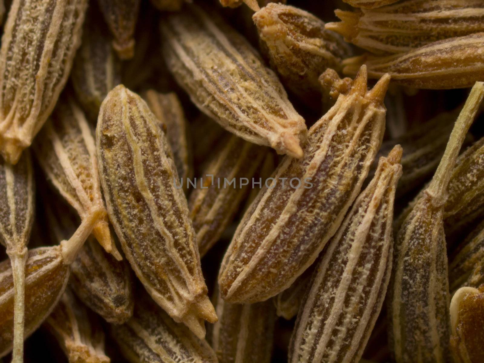 cumin seeds by zkruger