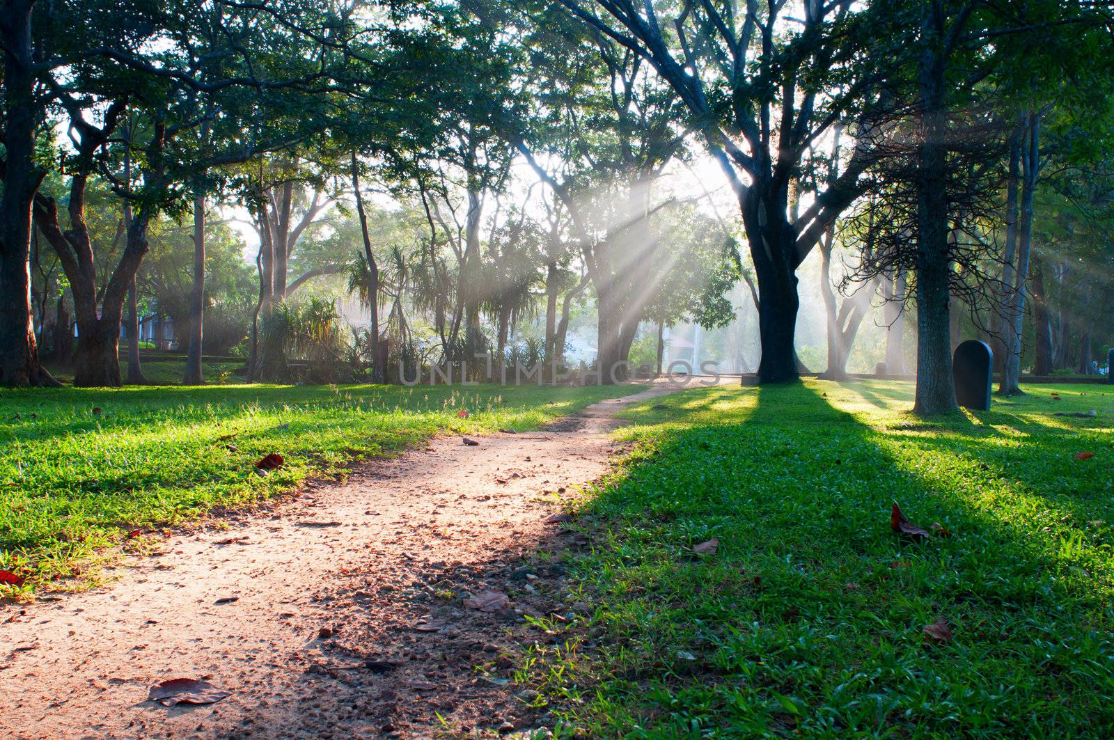 Mystical path in tropical forest by iryna_rasko