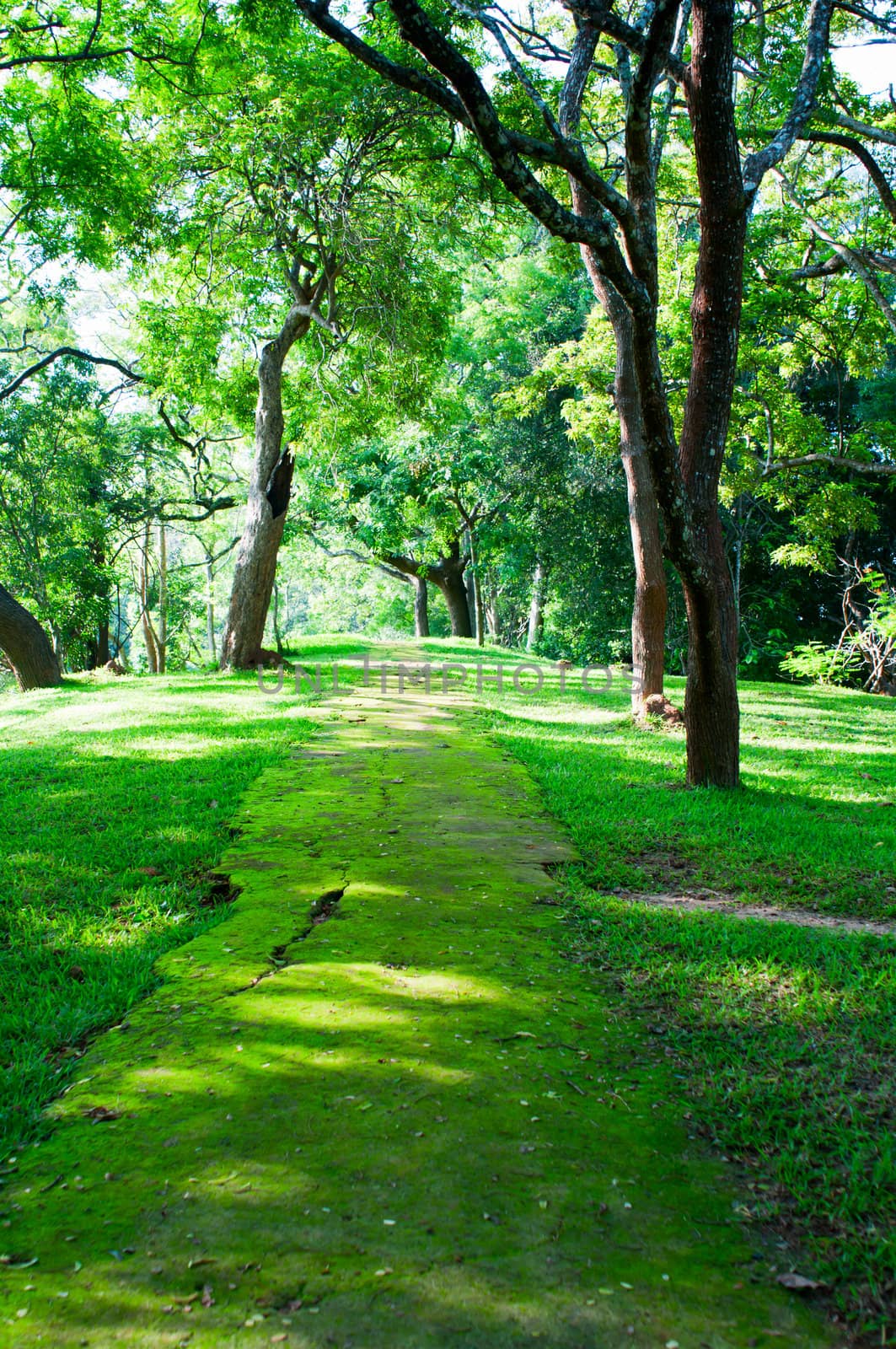 Mystical path in tropical forest by iryna_rasko