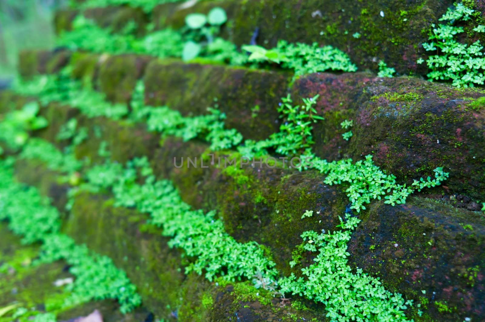 Antient wall covered by moss and grass. Selective focus on right part of the photo.