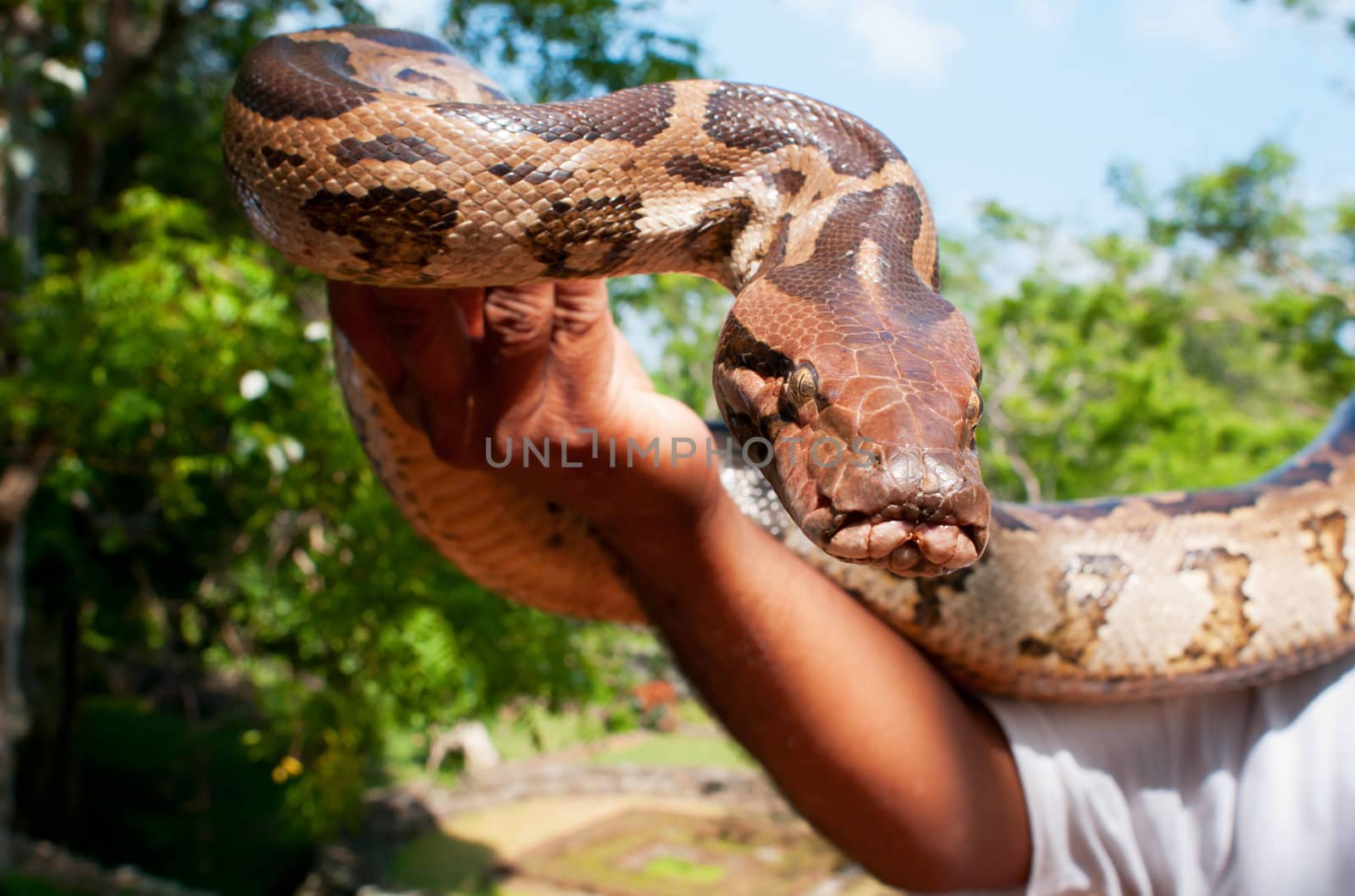 Hand-reared python in male hand. Focus on the snake.