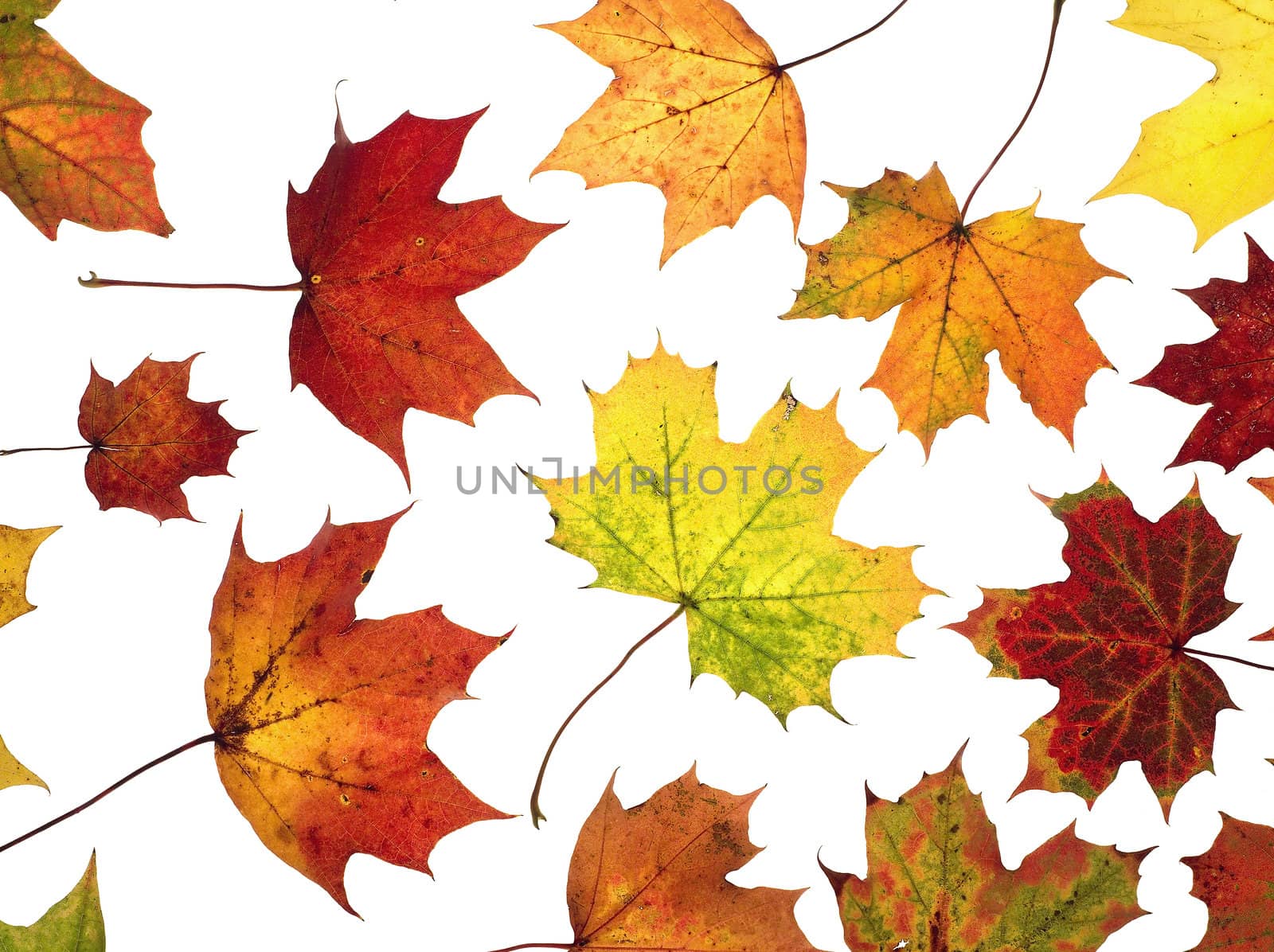 Large group of Autumn leafs isolated on white background