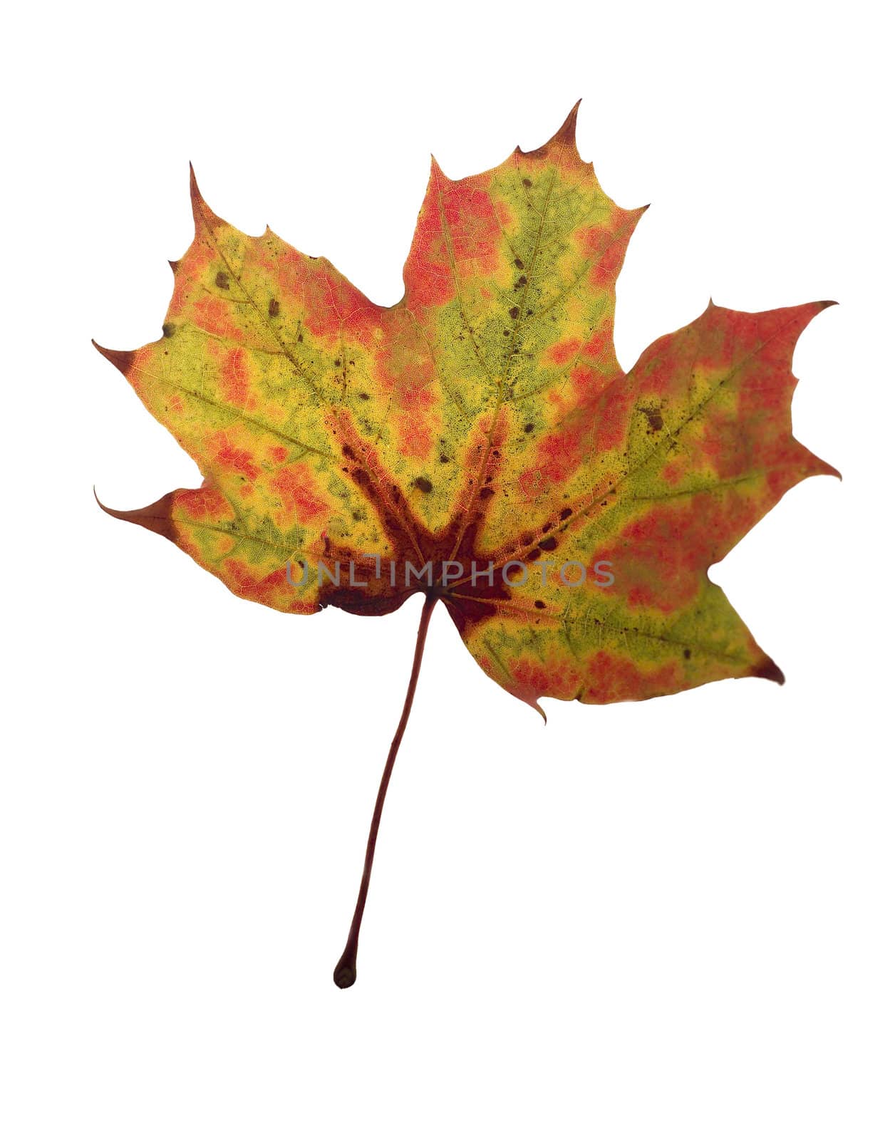 Maple Leaf isolated on white background